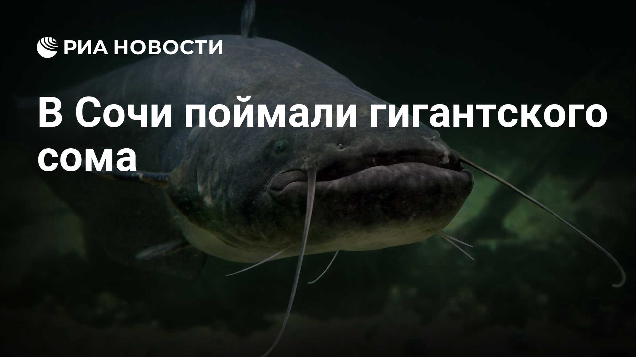 Буду рожать сома картинки