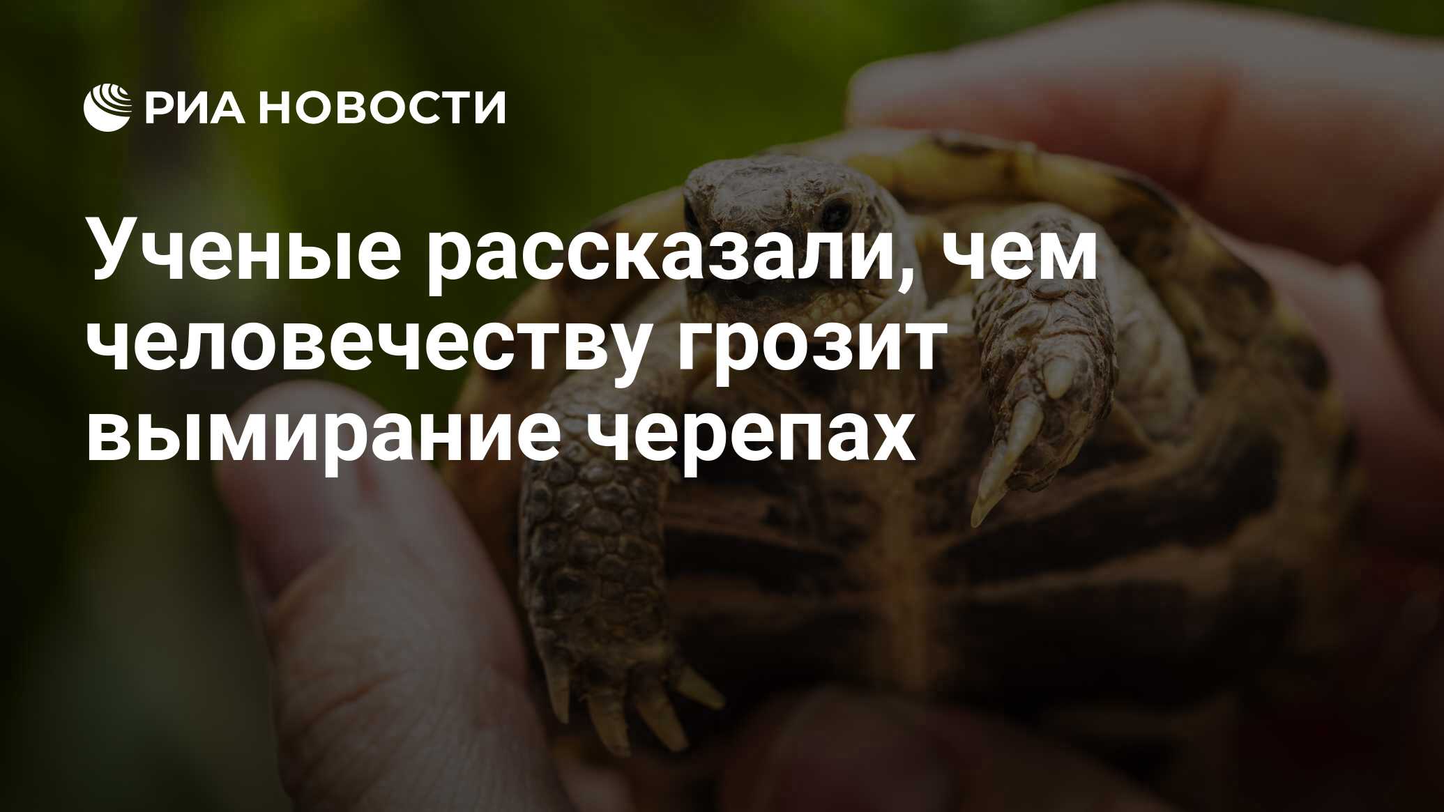 Ученые рассказали, чем человечеству грозит вымирание черепах - РИА Новости,  03.03.2020