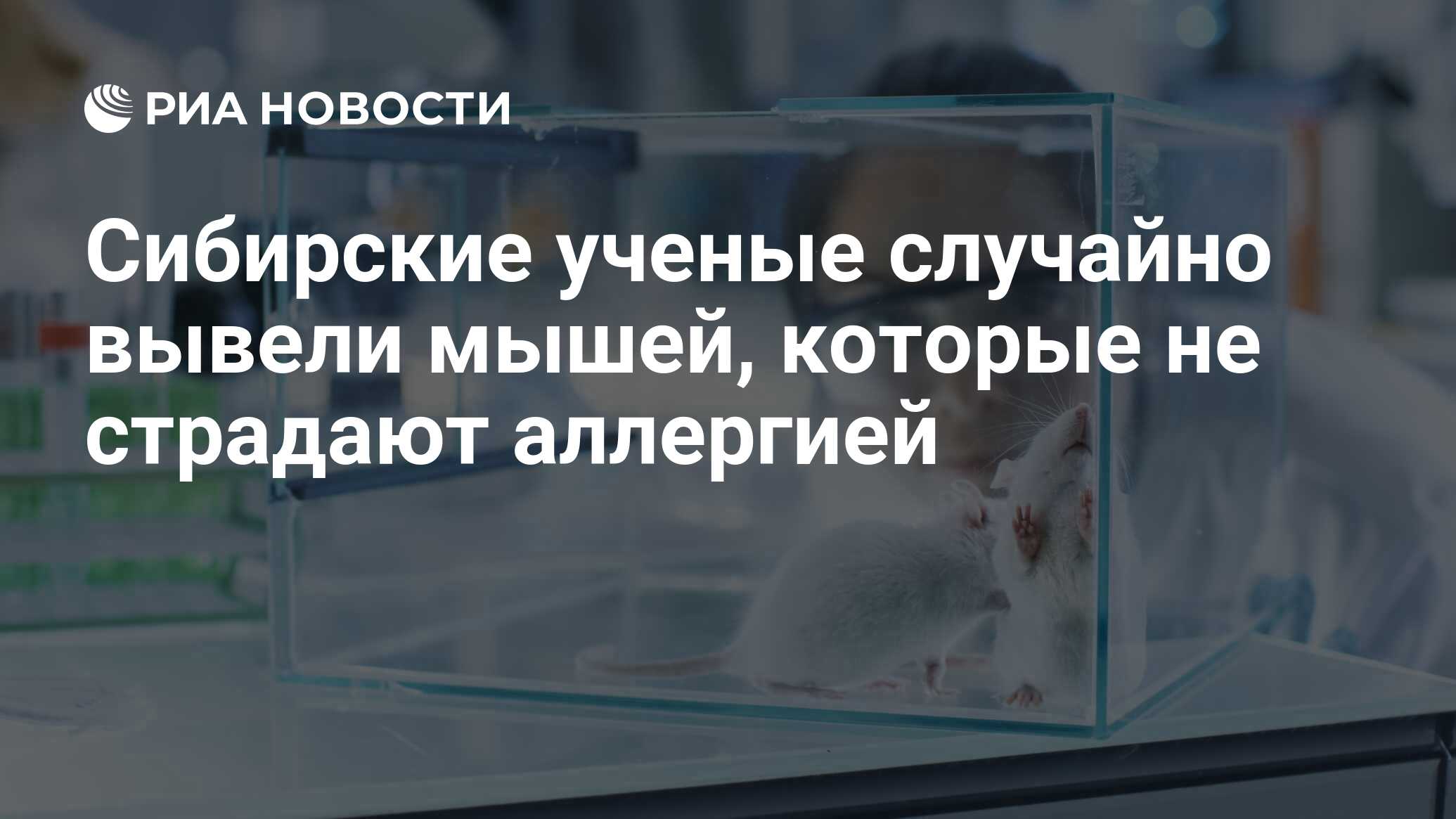 сибирские мыши 