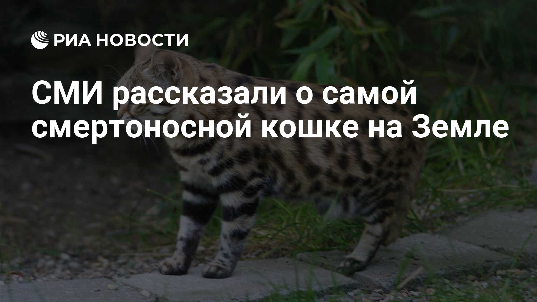 СМИ рассказали о самой смертоносной кошке на Земле - РИА Новости, 06.11.2018