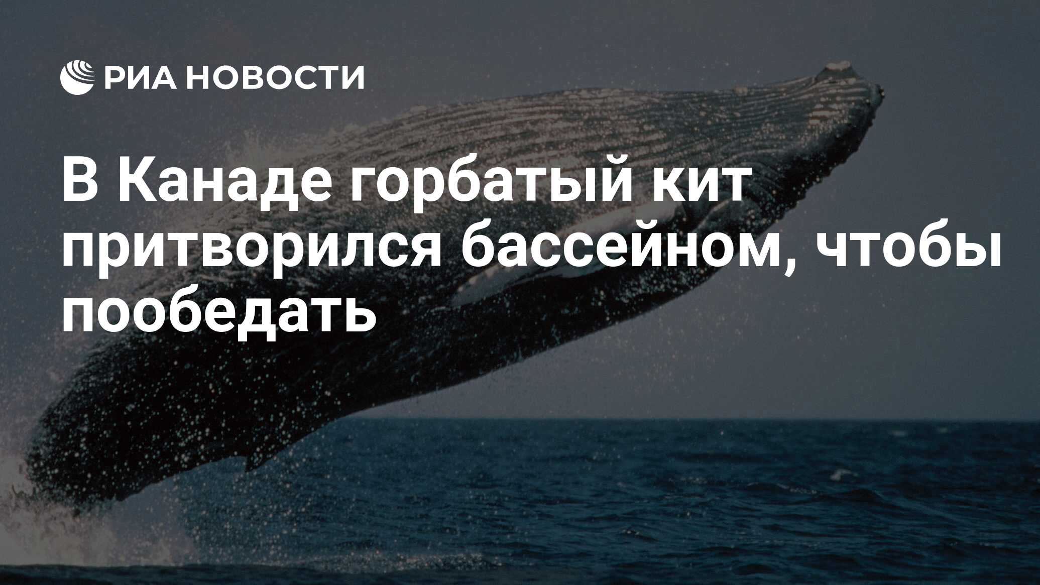 В Канаде горбатый кит притворился бассейном, чтобы пообедать - РИА Новости,  29.11.2018