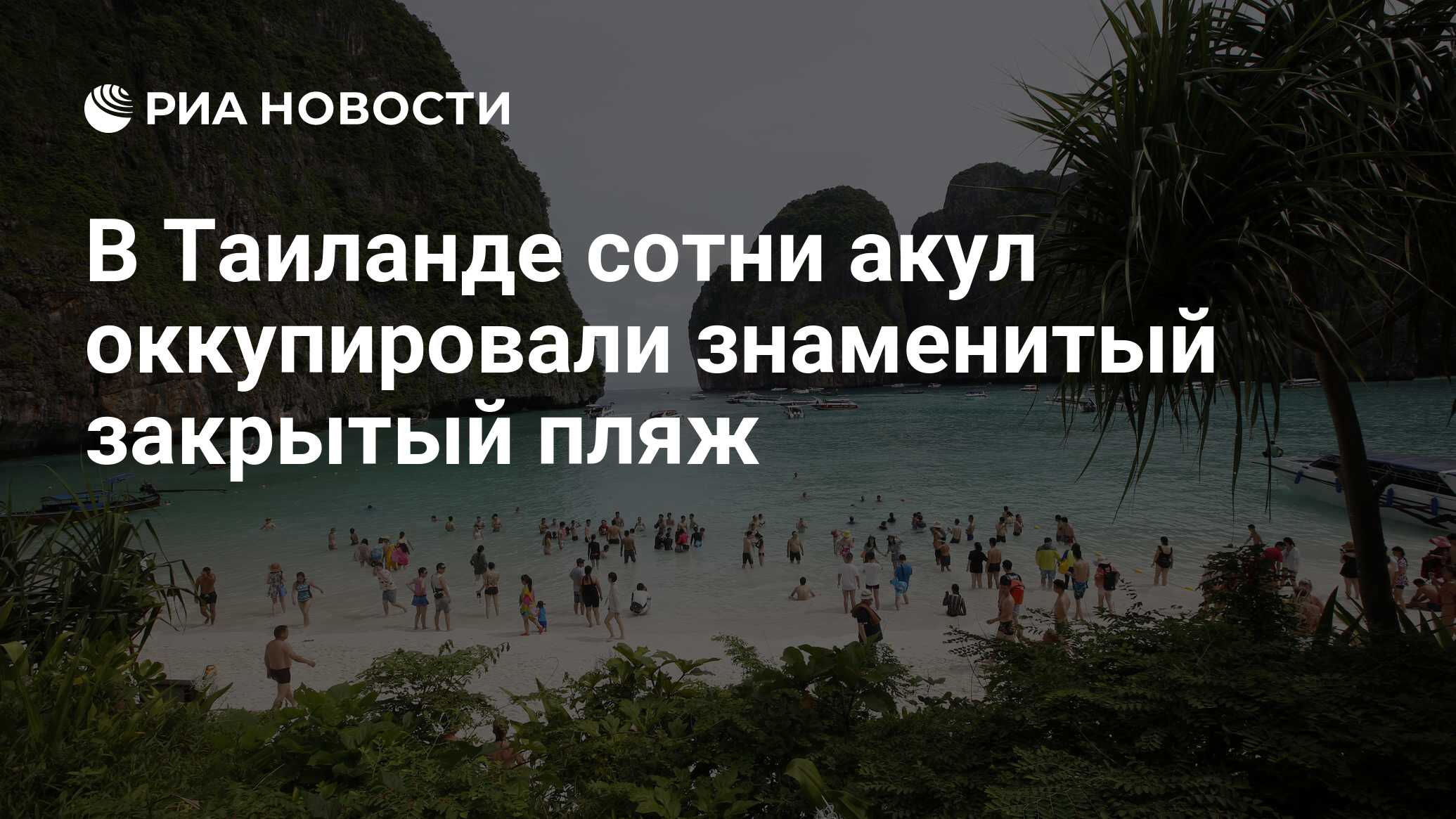 В Таиланде сотни акул оккупировали знаменитый закрытый пляж - РИА Новости,  02.12.2018