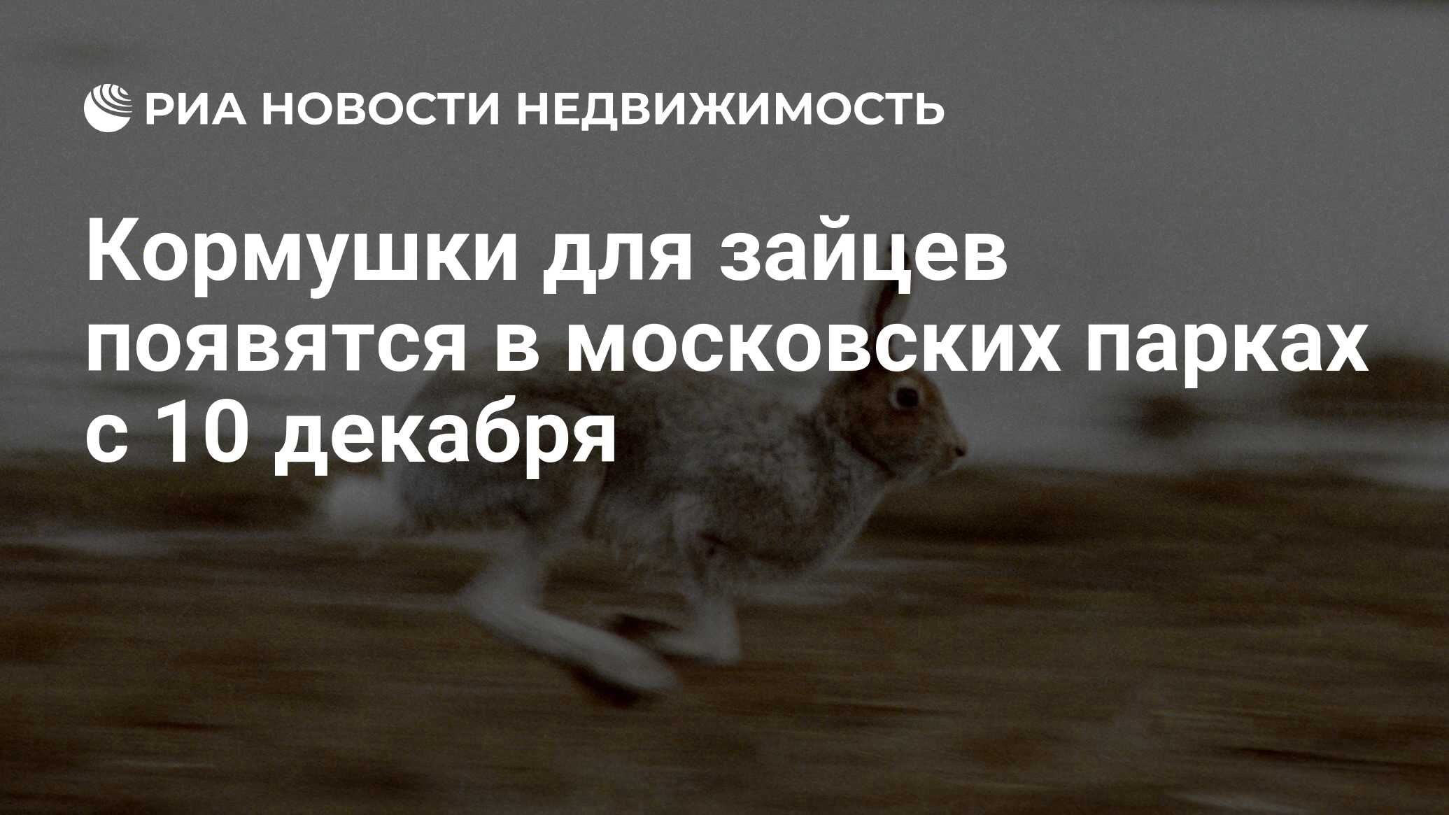 Кормушки для зайцев появятся в московских парках с 10 декабря -  Недвижимость РИА Новости, 03.03.2020