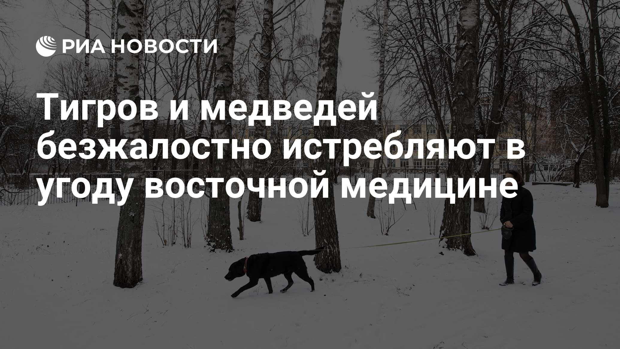 Тигров и медведей безжалостно истребляют в угоду восточной медицине - РИА  Новости, 10.12.2018