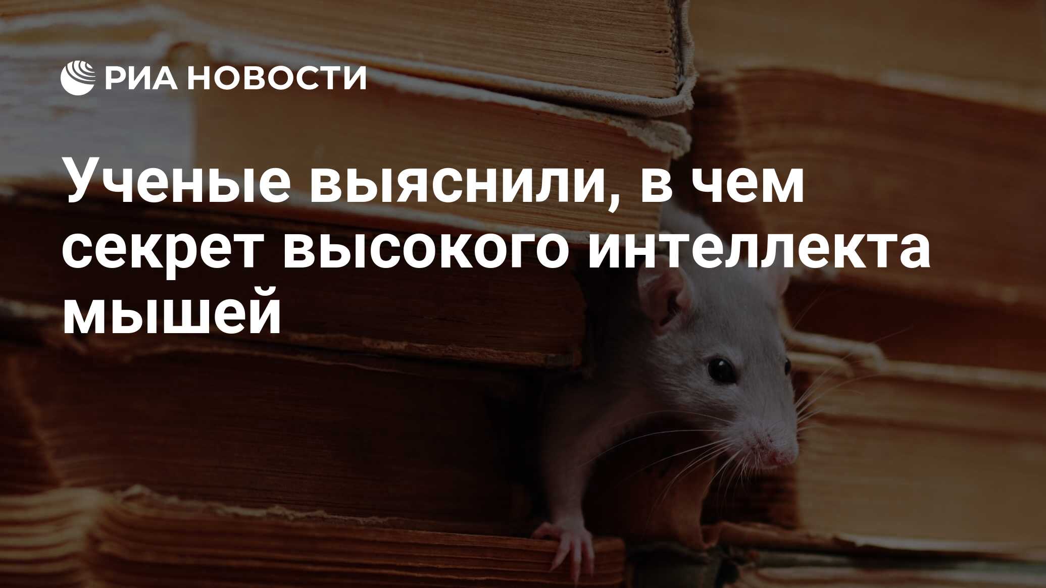 Ученые выяснили, в чем секрет высокого интеллекта мышей - РИА Новости,  11.12.2018