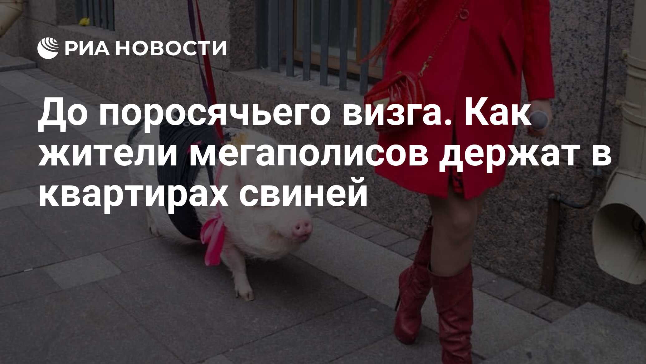 До поросячьего визга. Как жители мегаполисов держат в квартирах свиней -  РИА Новости, 03.01.2019