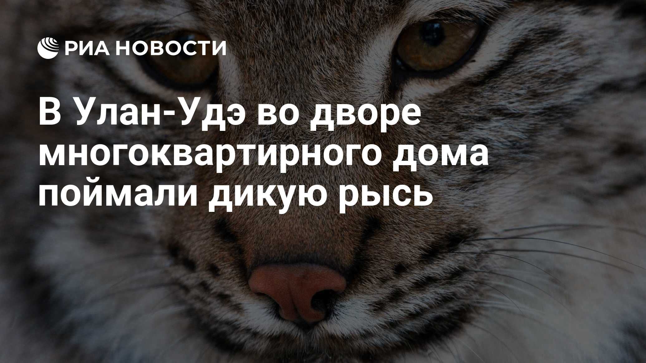 В Улан-Удэ во дворе многоквартирного дома поймали дикую рысь - РИА Новости,  02.12.2019