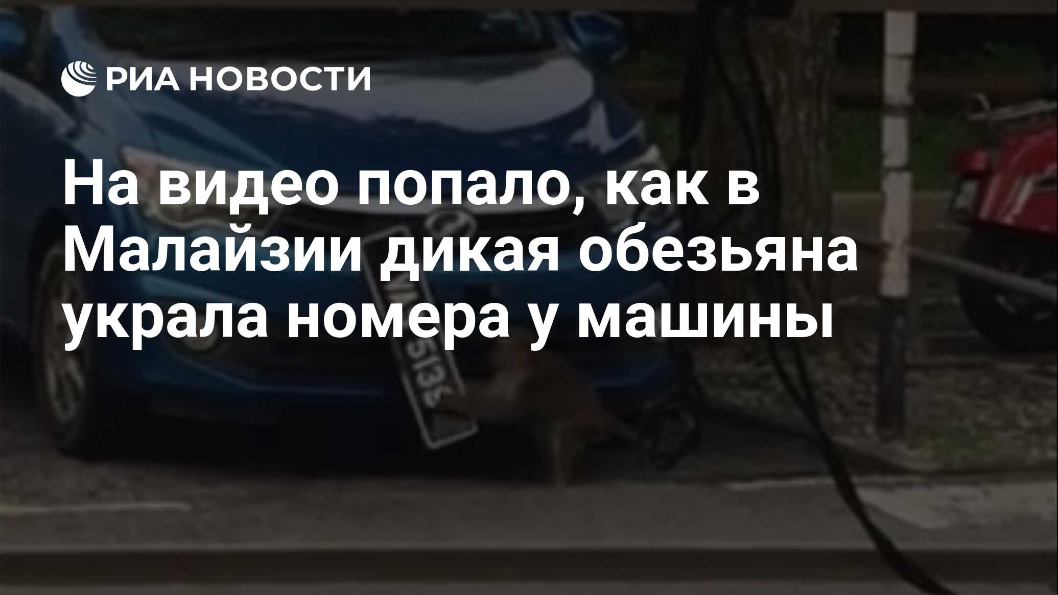 На видео попало, как в Малайзии дикая обезьяна украла номера у машины - РИА  Новости, 30.12.2018