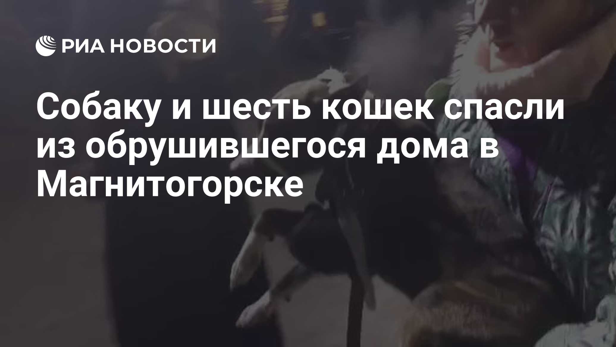 Собаку и шесть кошек спасли из обрушившегося дома в Магнитогорске - РИА  Новости, 04.01.2019