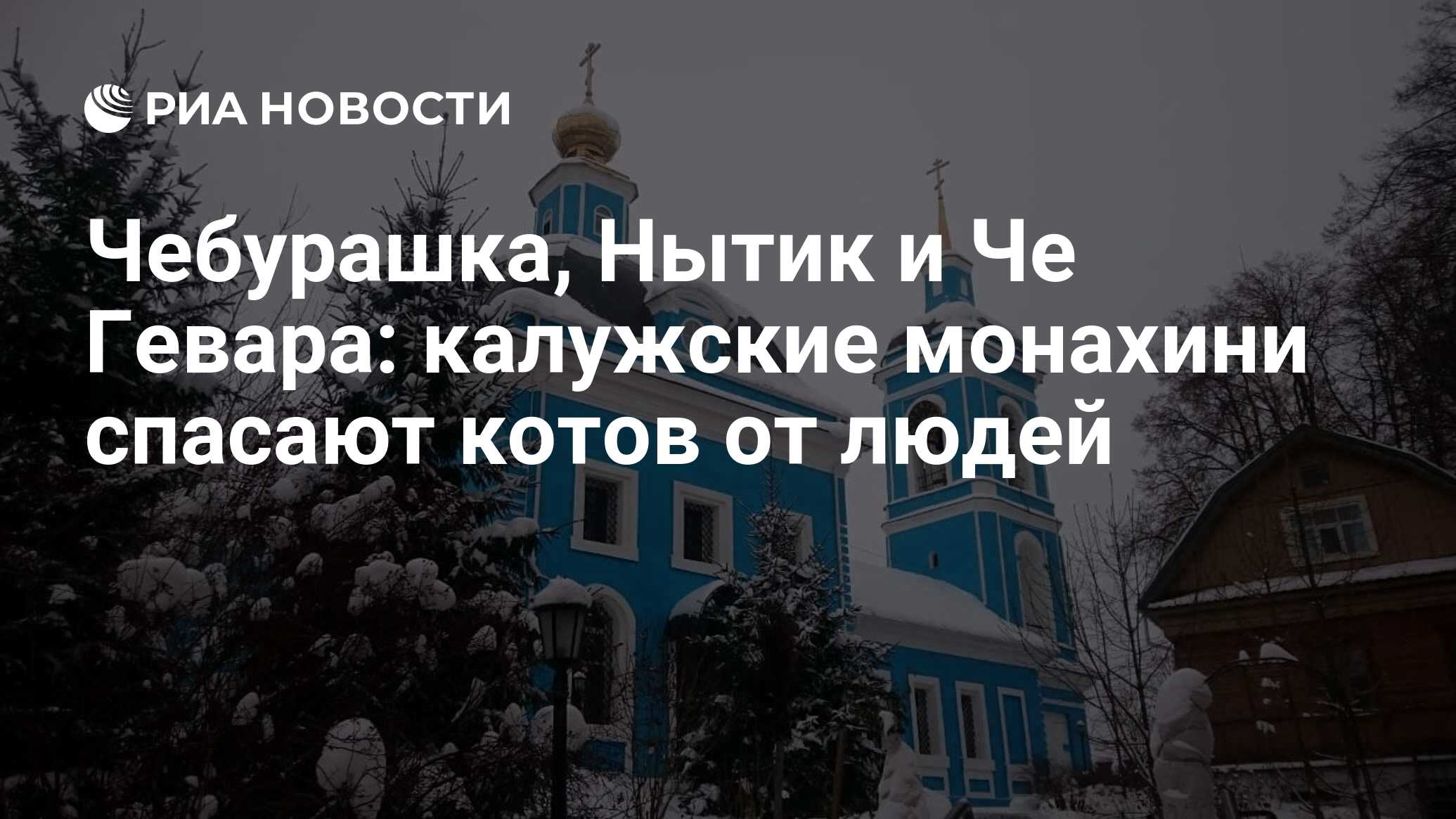 Чебурашка, Нытик и Че Гевара: калужские монахини спасают котов от людей -  РИА Новости, 15.03.2021