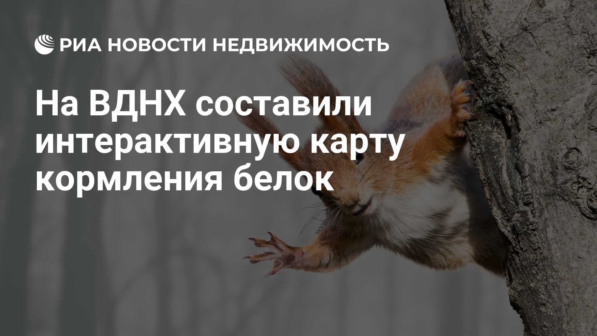 На ВДНХ составили интерактивную карту кормления белок - Недвижимость РИА  Новости, 18.01.2019