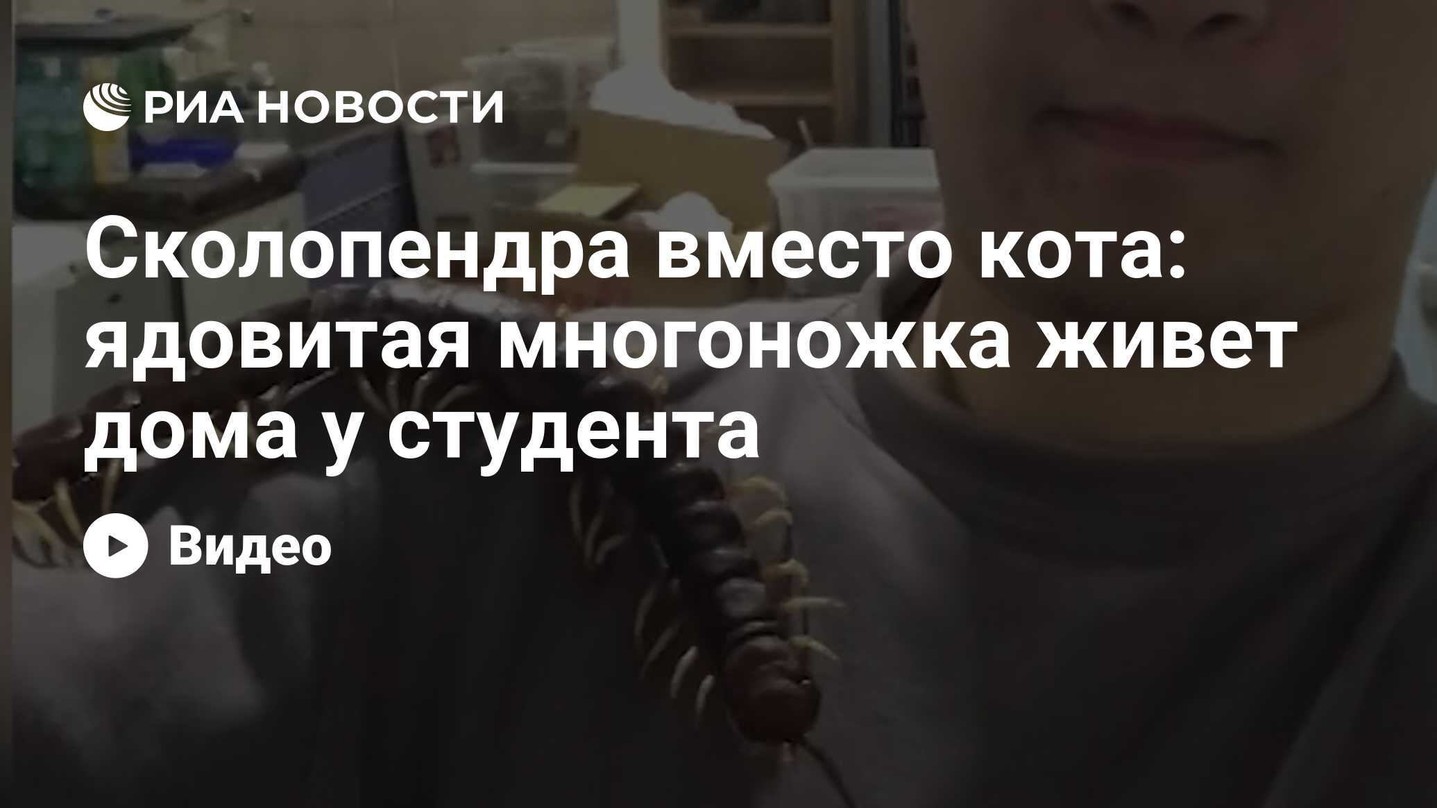 Сколопендра вместо кота: ядовитая многоножка живет дома у студента - РИА  Новости, 20.01.2019