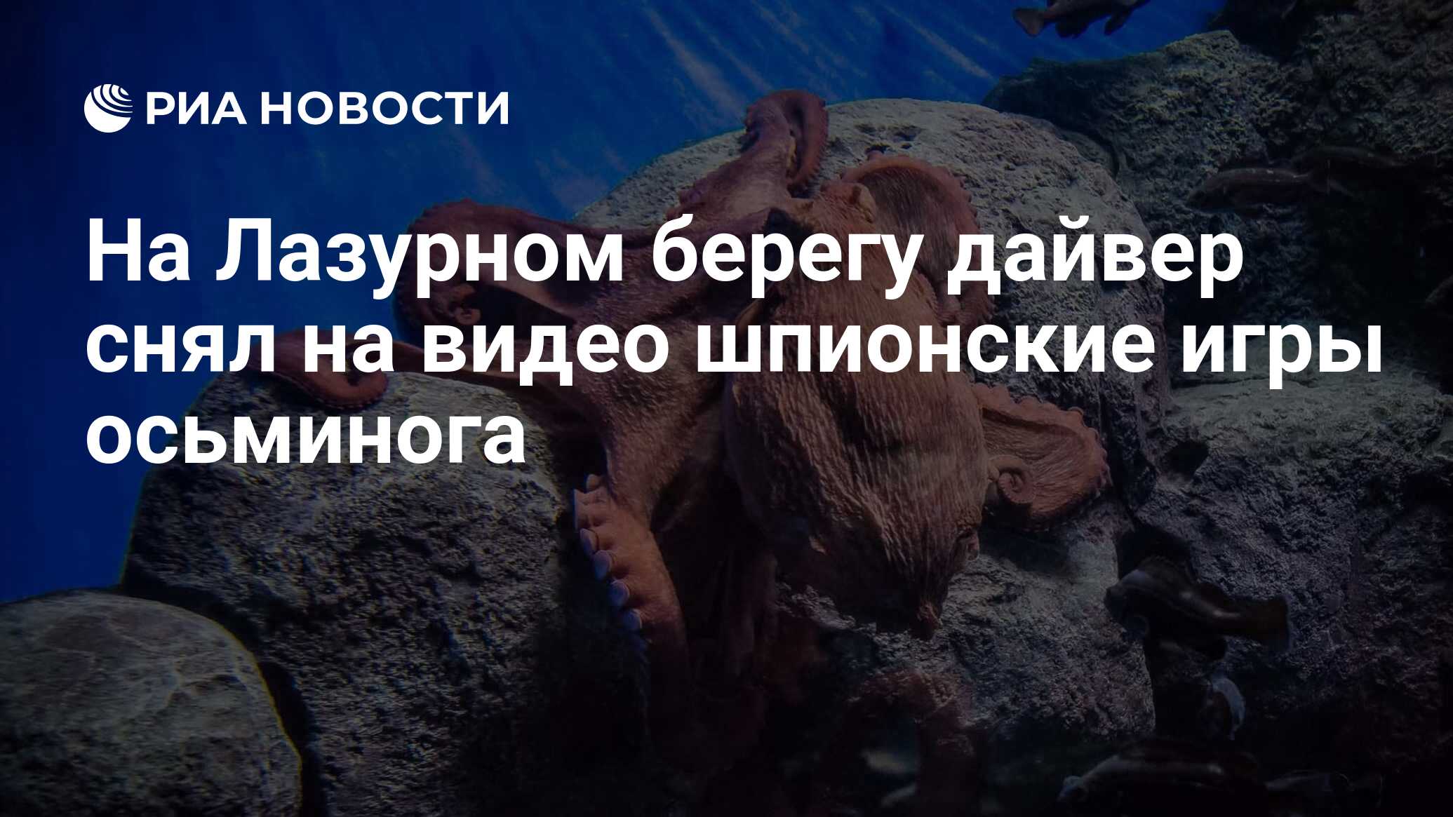 На Лазурном берегу дайвер снял на видео шпионские игры осьминога - РИА  Новости, 21.01.2019