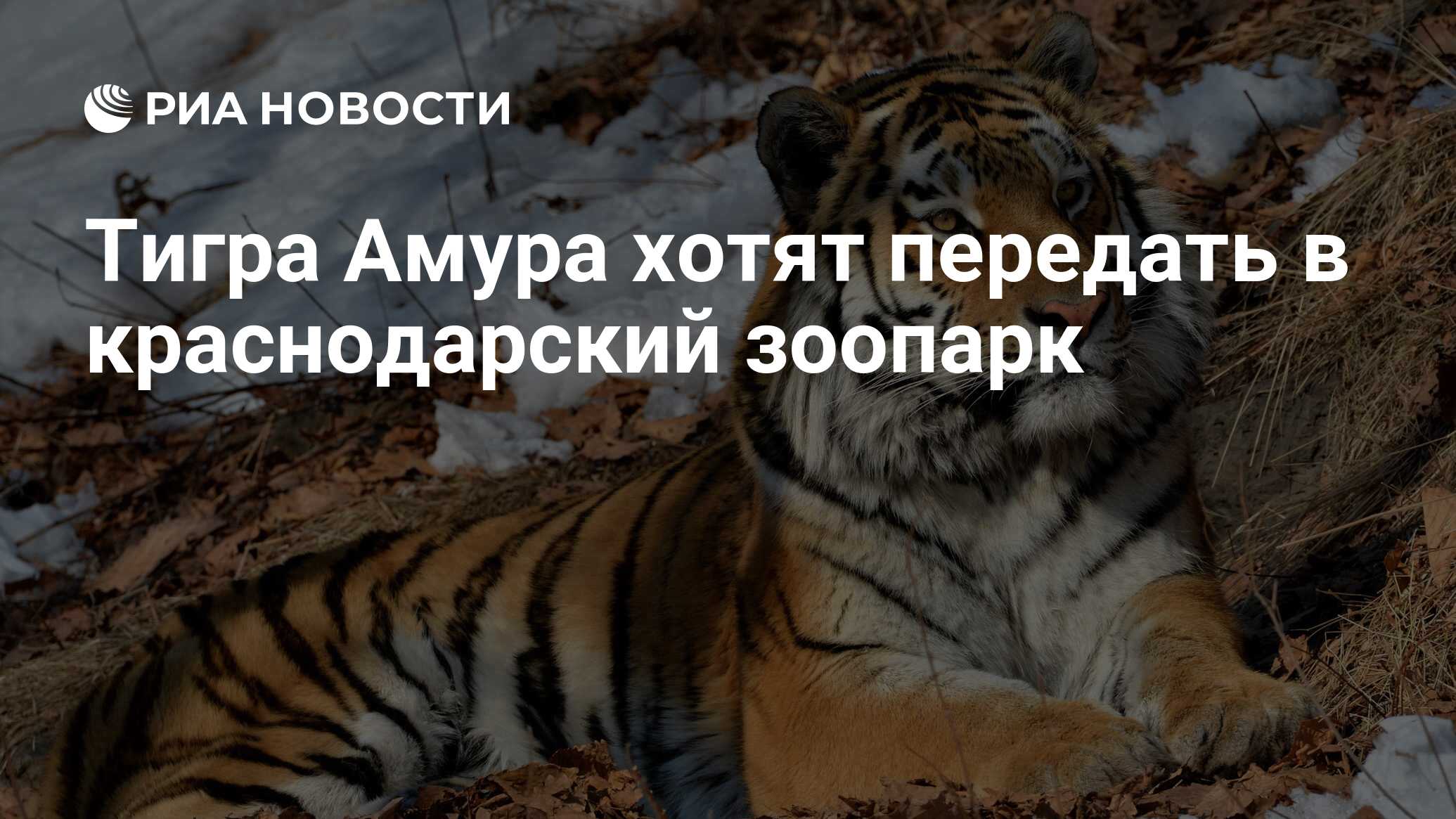 Река амур хабаровск. Река амур хабаровск зимой. Набережная адмирала невельского. Ушенины хоккеисты где. Река амур мост хабаровск.