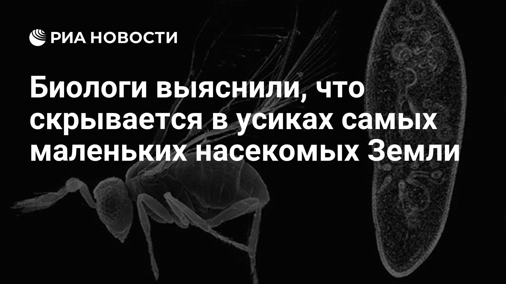 Биологи выяснили, что скрывается в усиках самых маленьких насекомых Земли -  РИА Новости, 23.01.2019