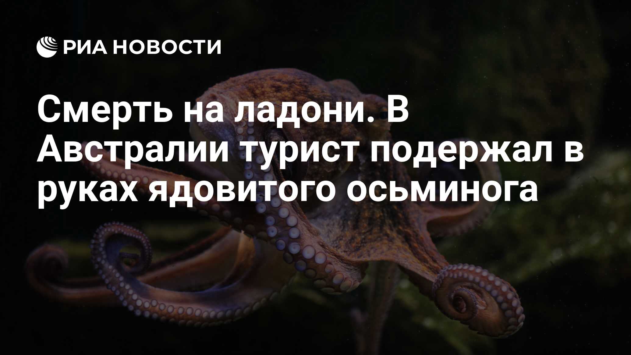 Смерть на ладони. В Австралии турист подержал в руках ядовитого осьминога -  РИА Новости, 29.01.2019