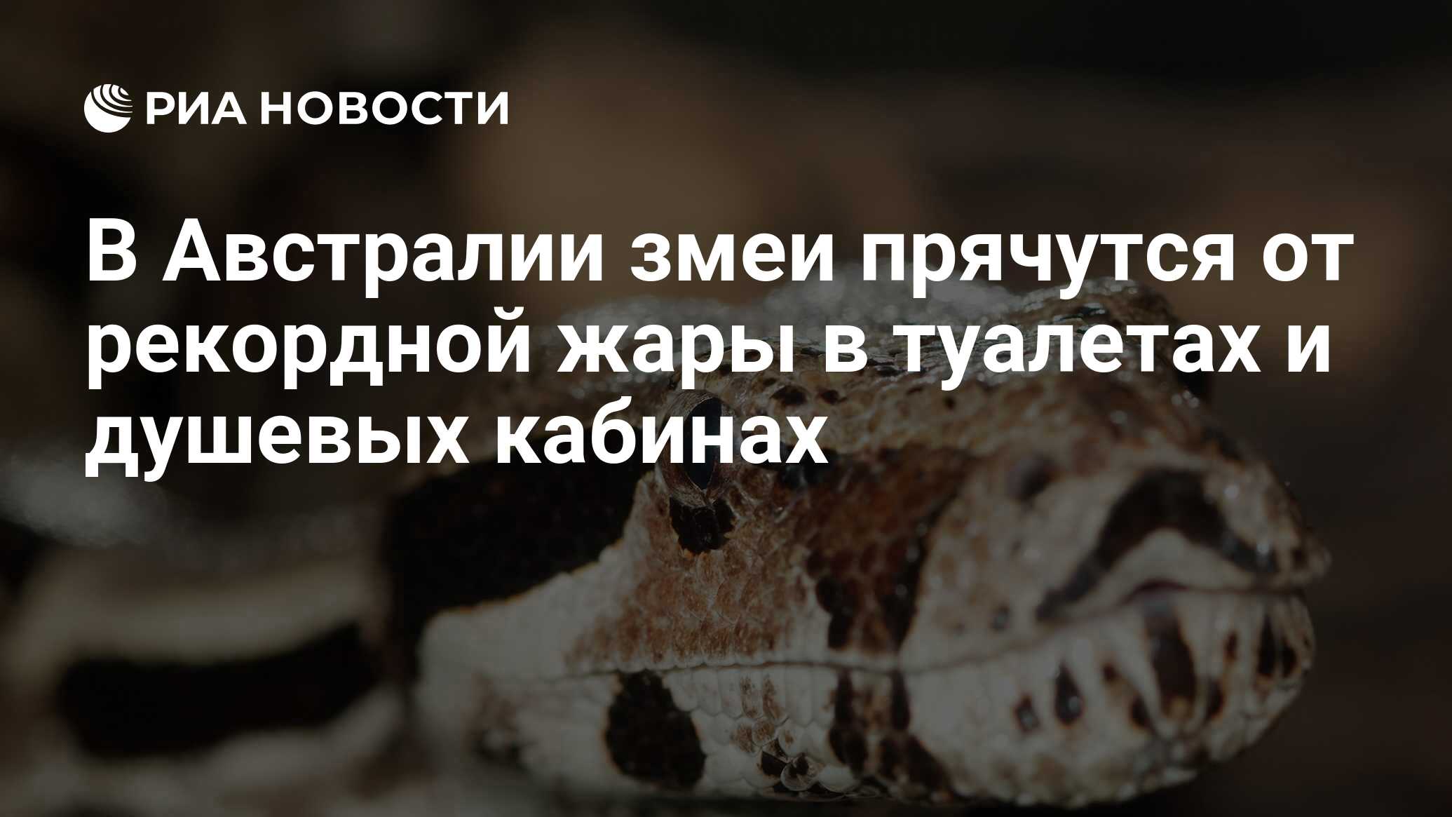 В Австралии змеи прячутся от рекордной жары в туалетах и душевых кабинах -  РИА Новости, 04.02.2019