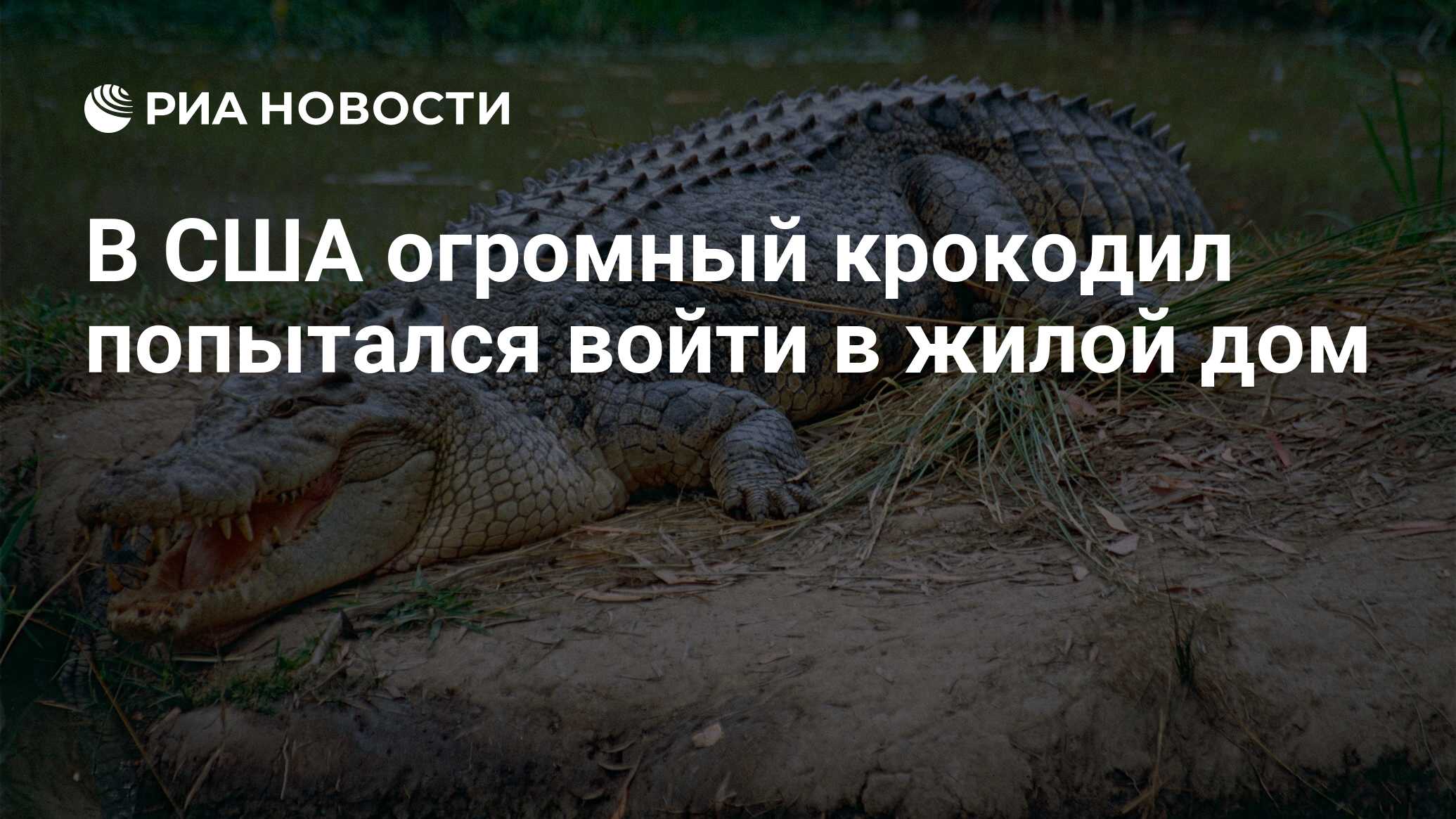 В США огромный крокодил попытался войти в жилой дом - РИА Новости,  17.02.2019