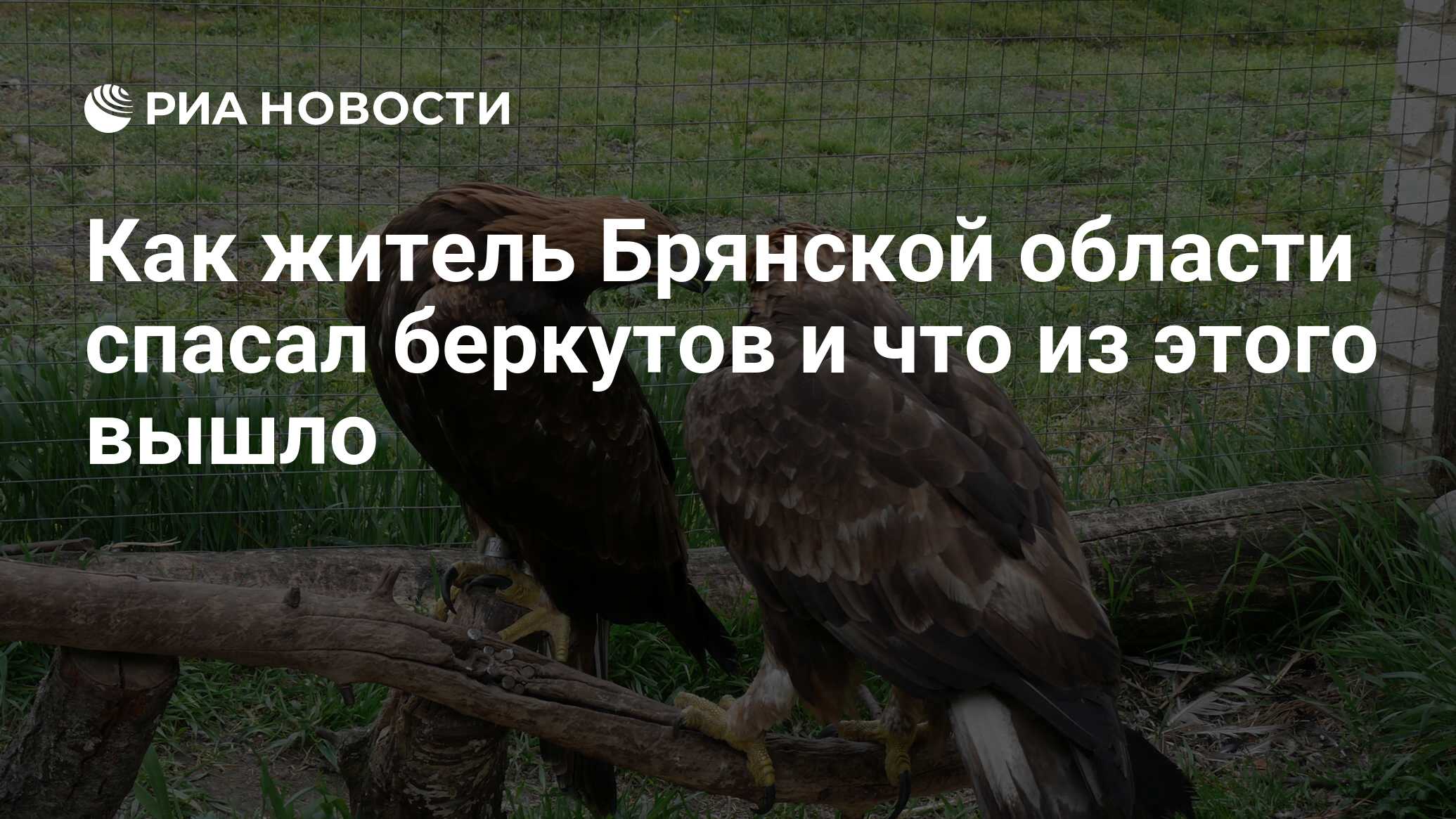 Как житель Брянской области спасал беркутов и что из этого вышло - РИА  Новости, 16.02.2019