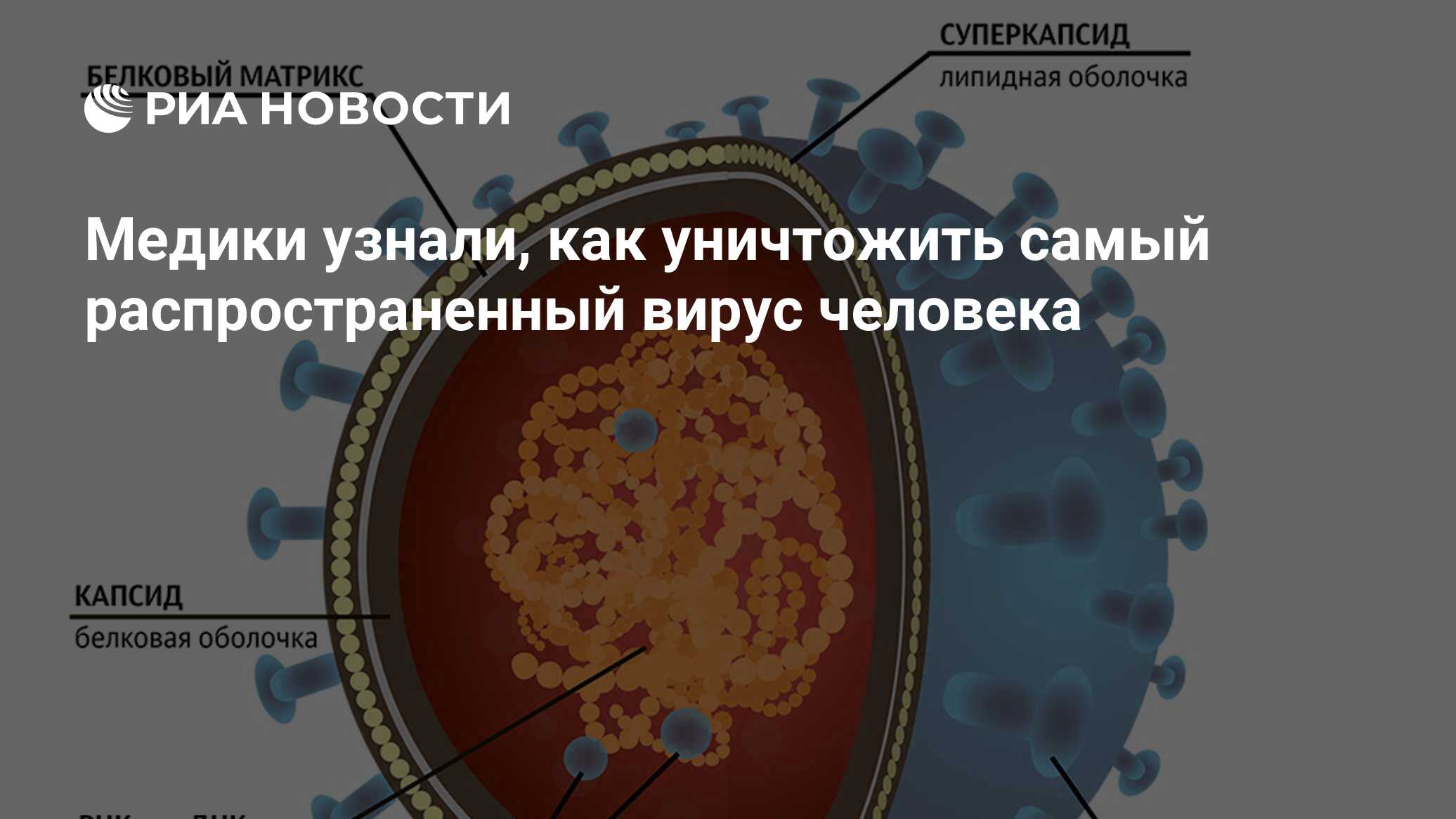 Медики узнали, как уничтожить самый распространенный вирус человека - РИА  Новости, 22.02.2019