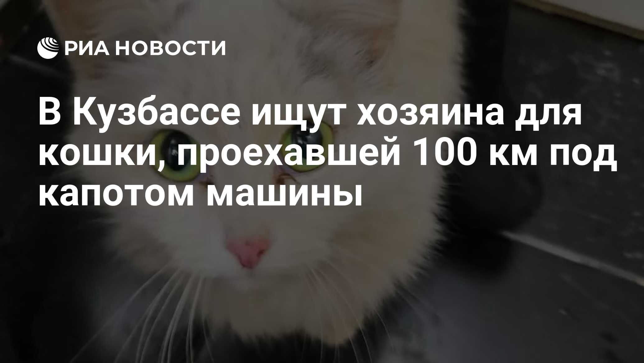 В Кузбассе ищут хозяина для кошки, проехавшей 100 км под капотом машины -  РИА Новости, 28.02.2019