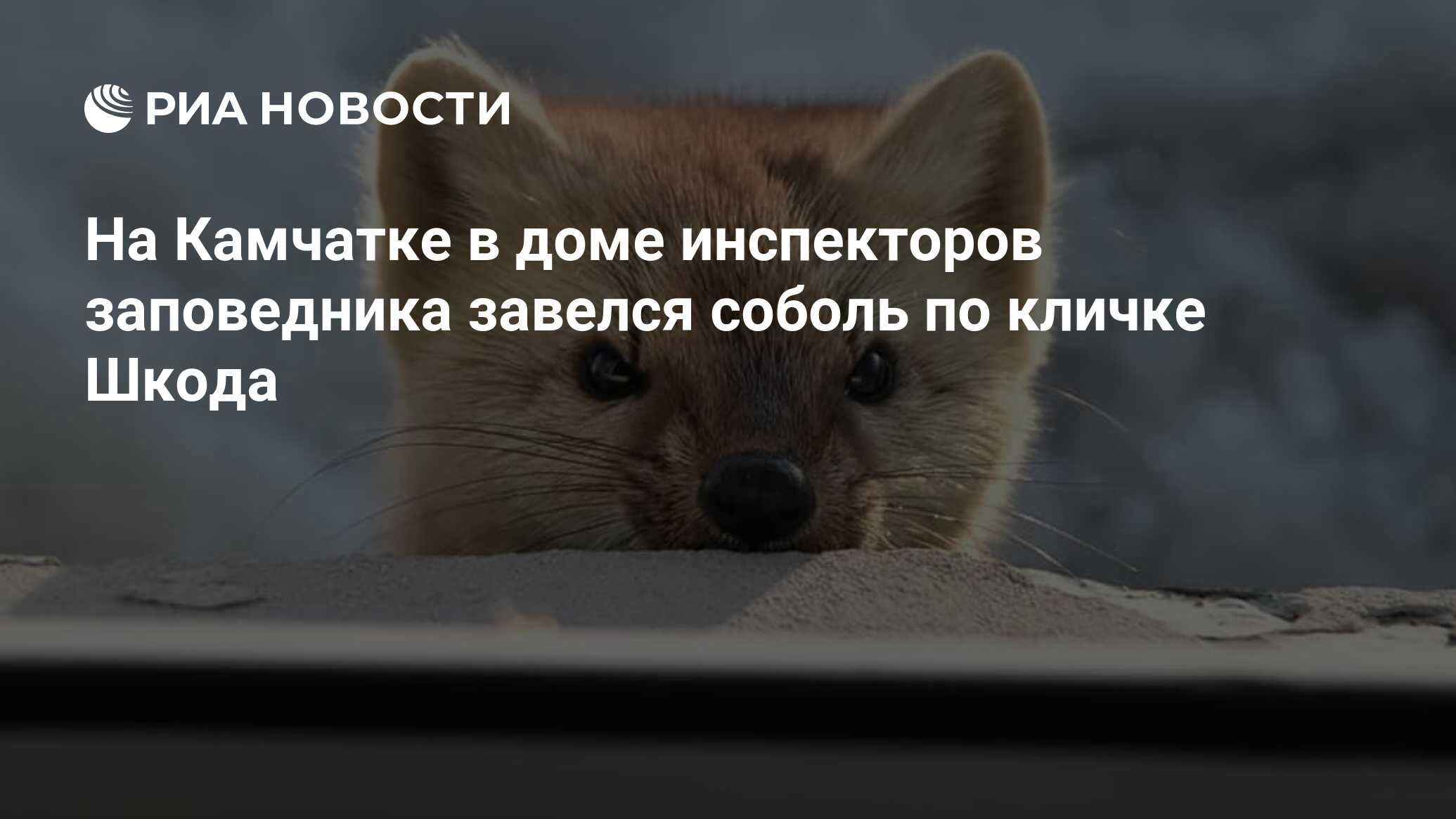 На Камчатке в доме инспекторов заповедника завелся соболь по кличке Шкода -  РИА Новости, 22.11.2019