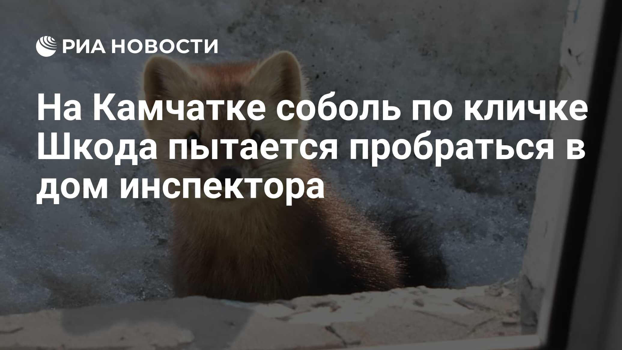 На Камчатке соболь по кличке Шкода пытается пробраться в дом инспектора -  РИА Новости, 22.11.2019