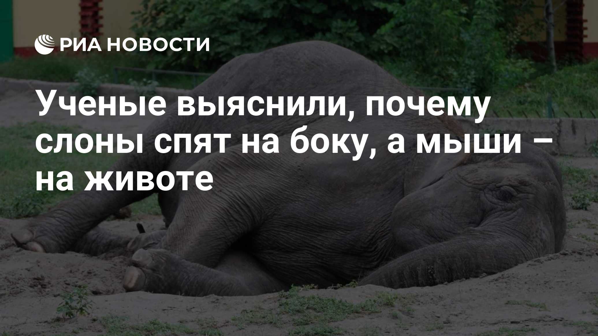 Ученые выяснили, почему слоны спят на боку, а мыши – на животе - РИА  Новости, 28.03.2019