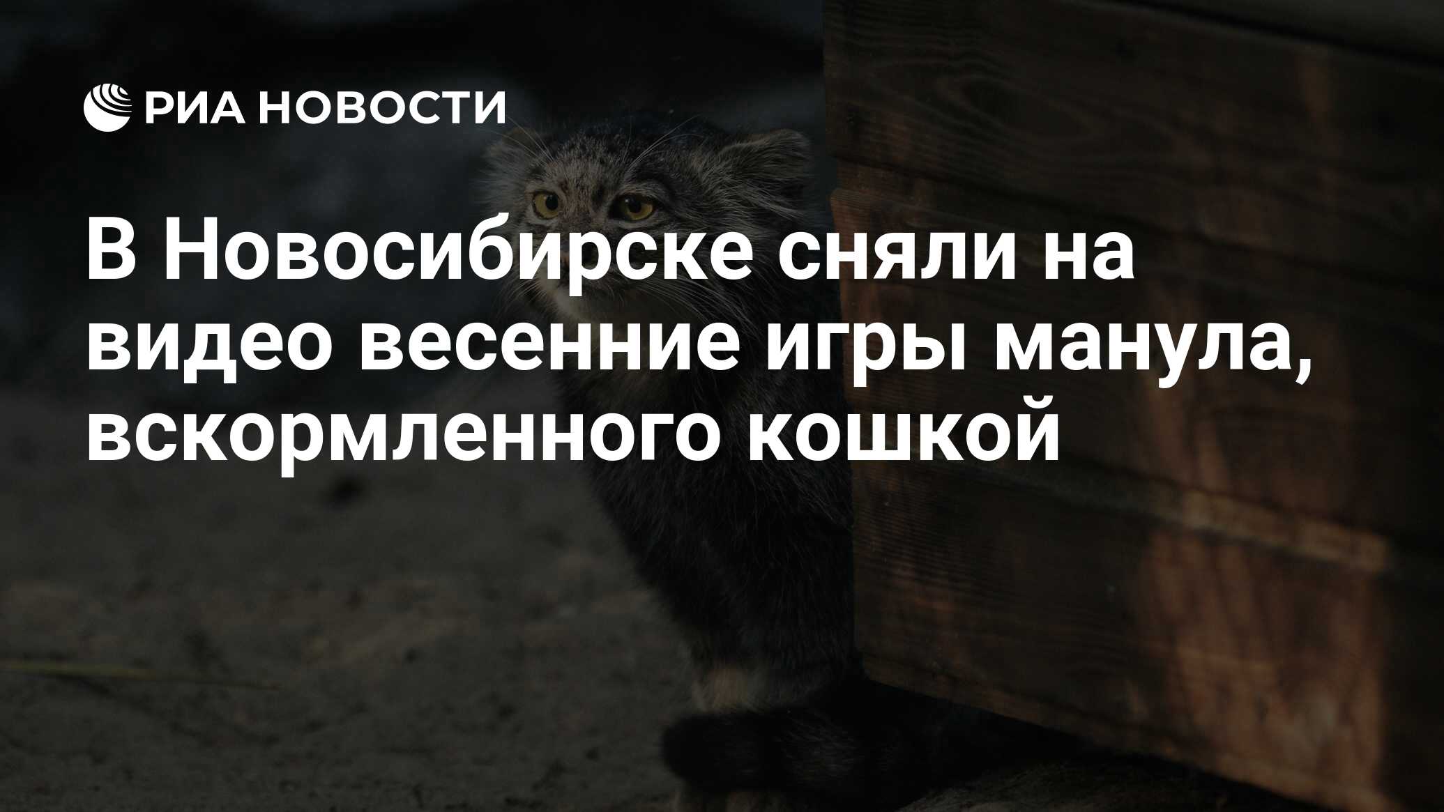 В Новосибирске сняли на видео весенние игры манула, вскормленного кошкой -  РИА Новости, 05.04.2019