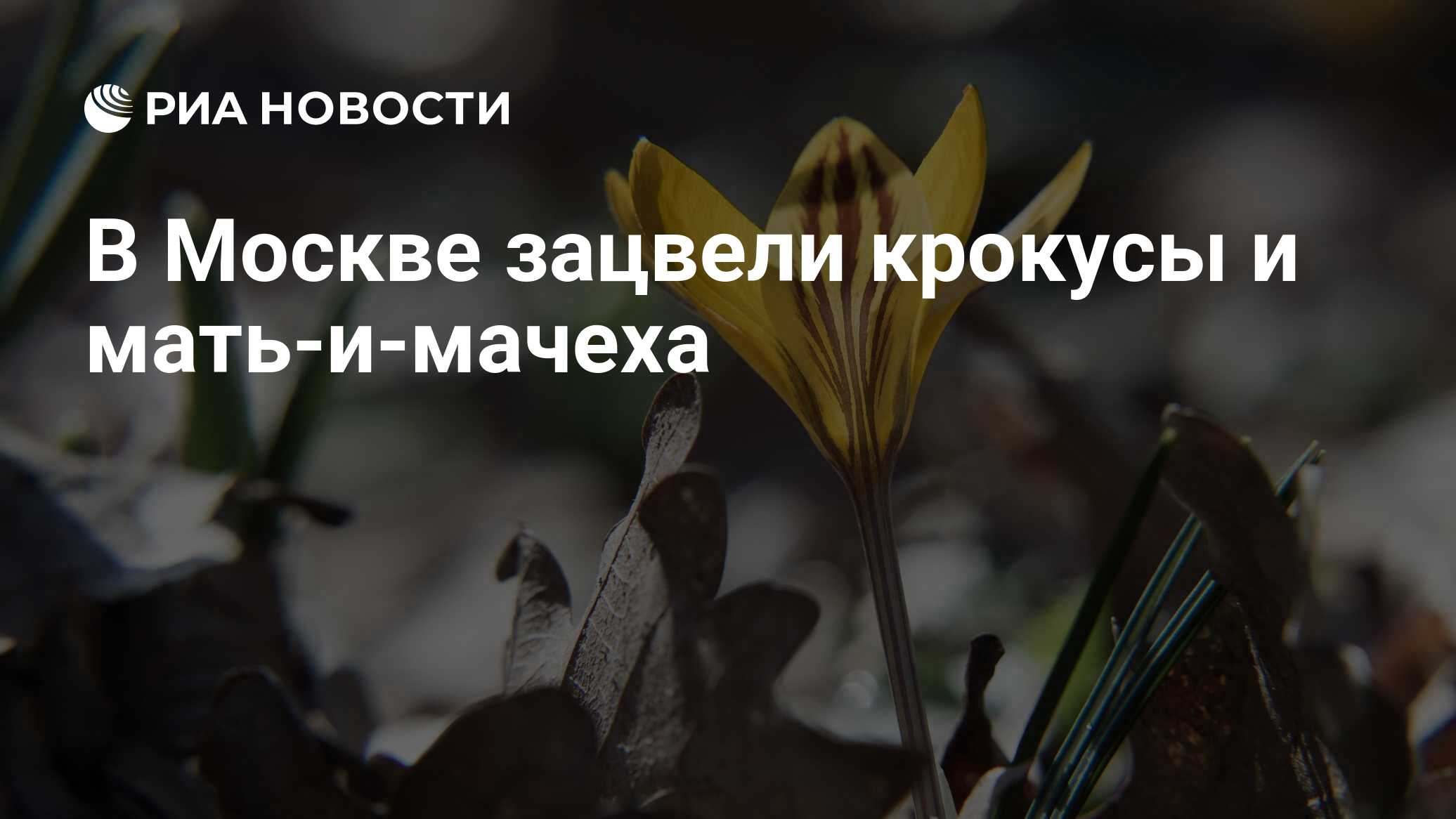 Дидактическая игра один много для детей Крокус и мать и мачеха цветы.