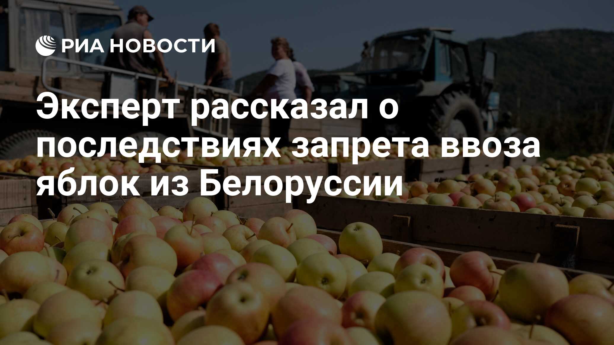 Запрет на ввоз яблок. Поляки запрещённые ко ввозу в Россию яблоки. Правительство ввело запрет на ввоз яблок и груш из других стран.