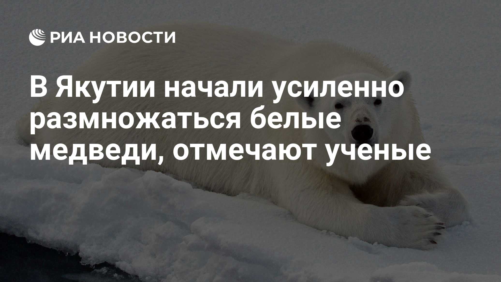 В Якутии начали усиленно размножаться белые медведи, отмечают ученые - РИА  Новости, 14.02.2020