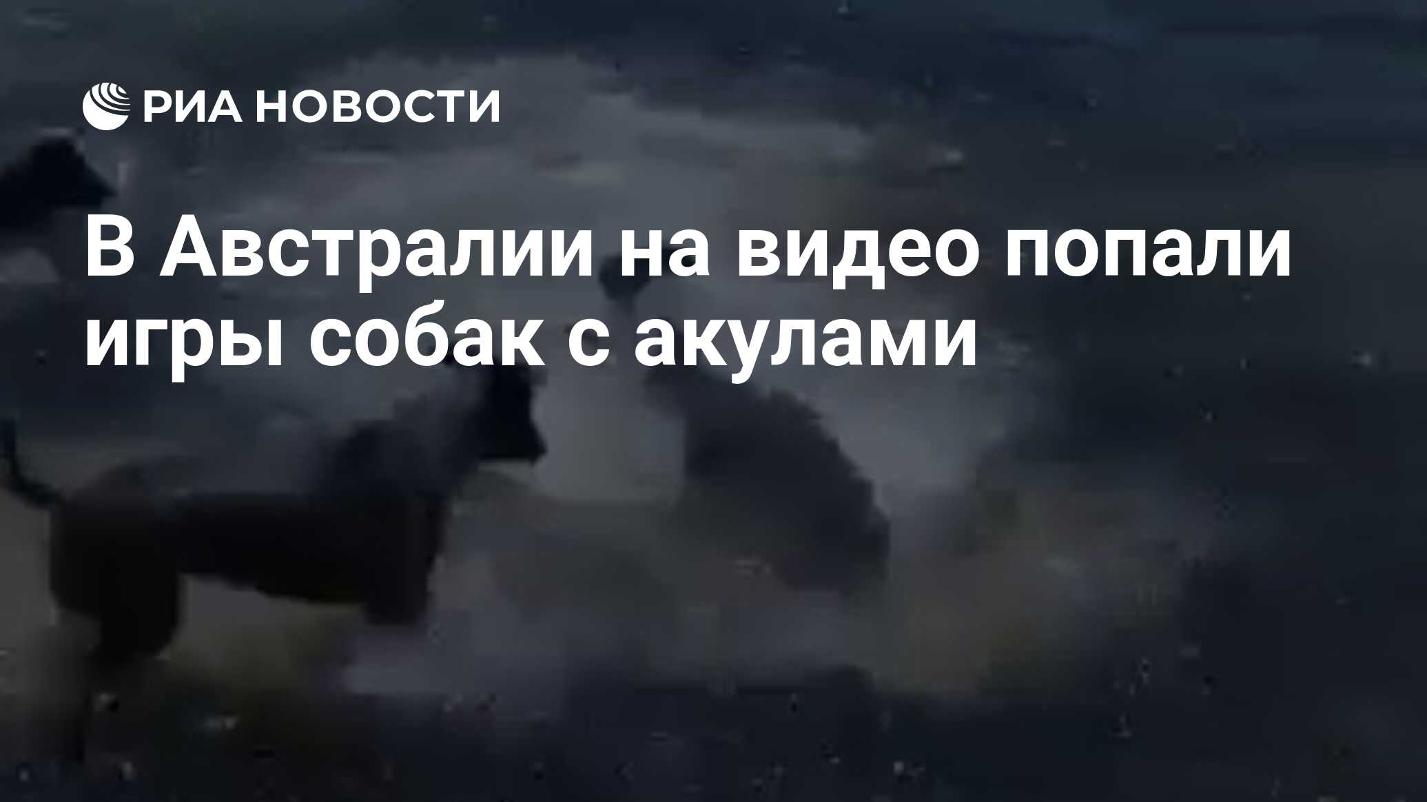 В Австралии на видео попали игры собак с акулами - РИА Новости, 04.05.2019