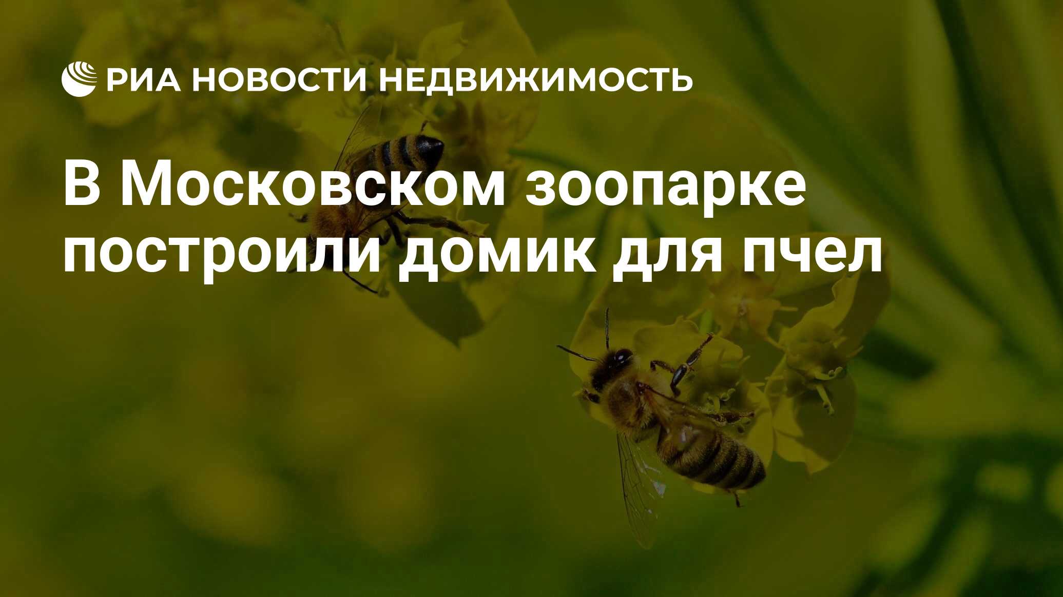 В Московском зоопарке построили домик для пчел - Недвижимость РИА Новости,  13.05.2019