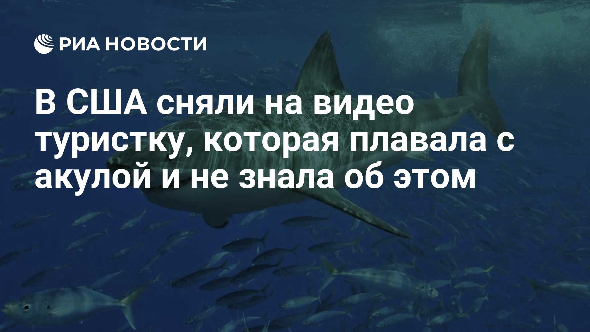 В США сняли на видео туристку, которая плавала с акулой и не знала об этом  - РИА Новости, 02.06.2019