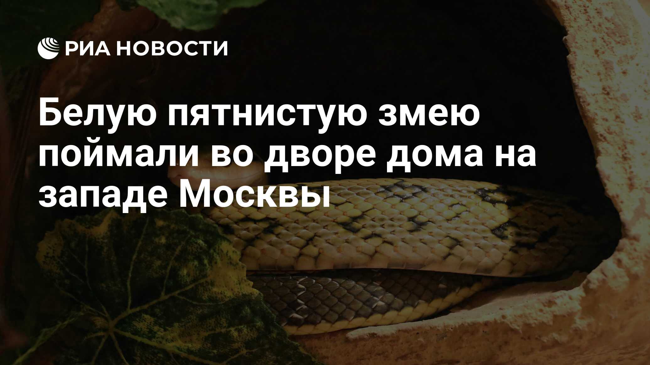 Белую пятнистую змею поймали во дворе дома на западе Москвы - РИА Новости,  11.06.2019