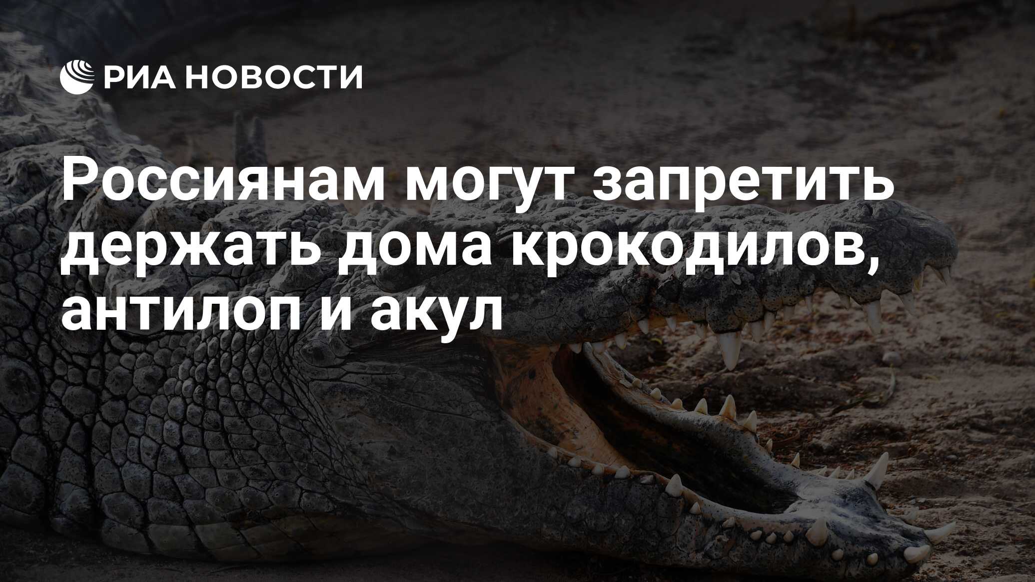 Россиянам могут запретить держать дома крокодилов, антилоп и акул - РИА  Новости, 03.03.2020