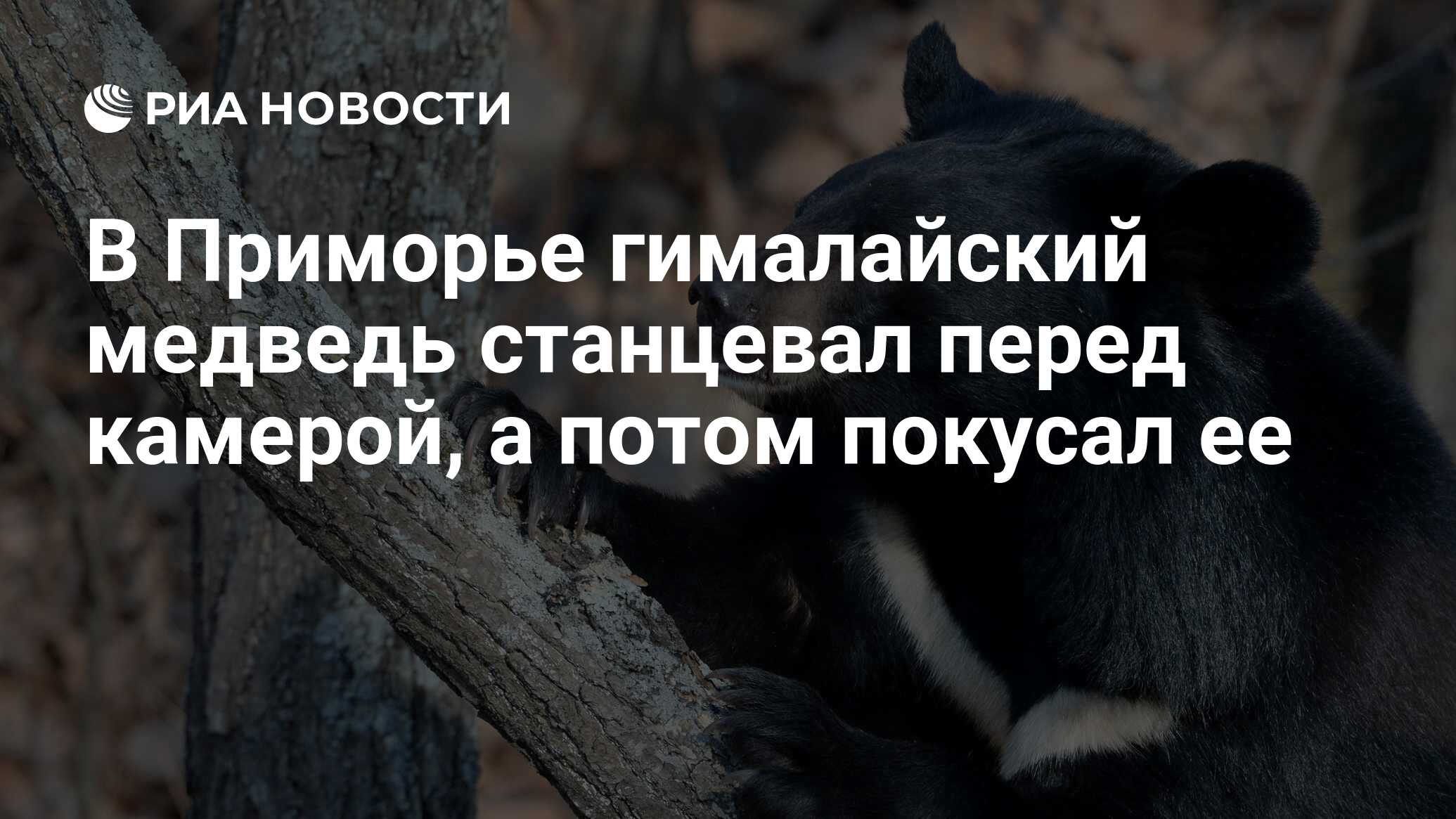 В Приморье гималайский медведь станцевал перед камерой, а потом покусал ее  - РИА Новости, 18.06.2019