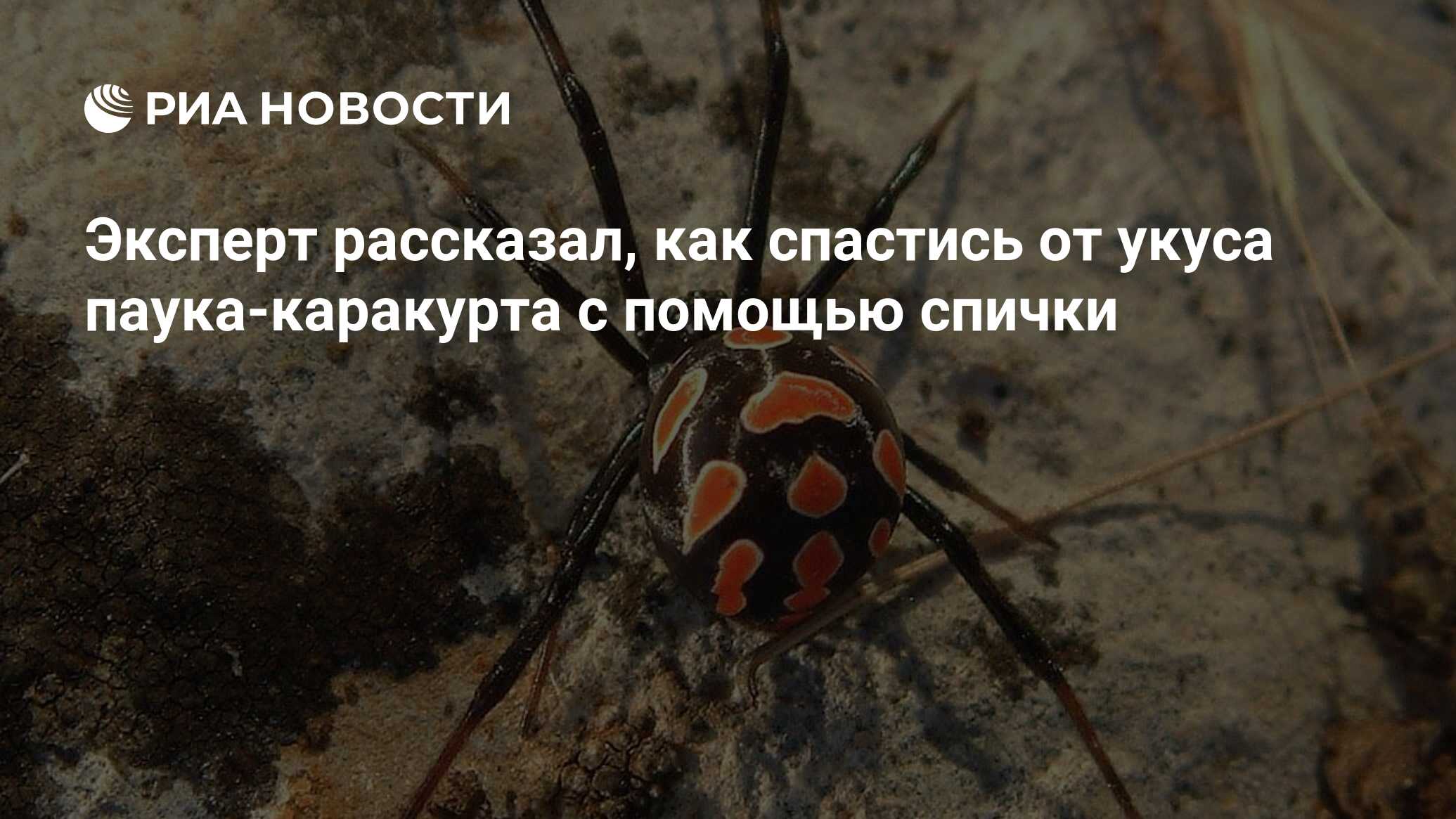 Ядовитые пауки Волгоградской области в 2020 опасные