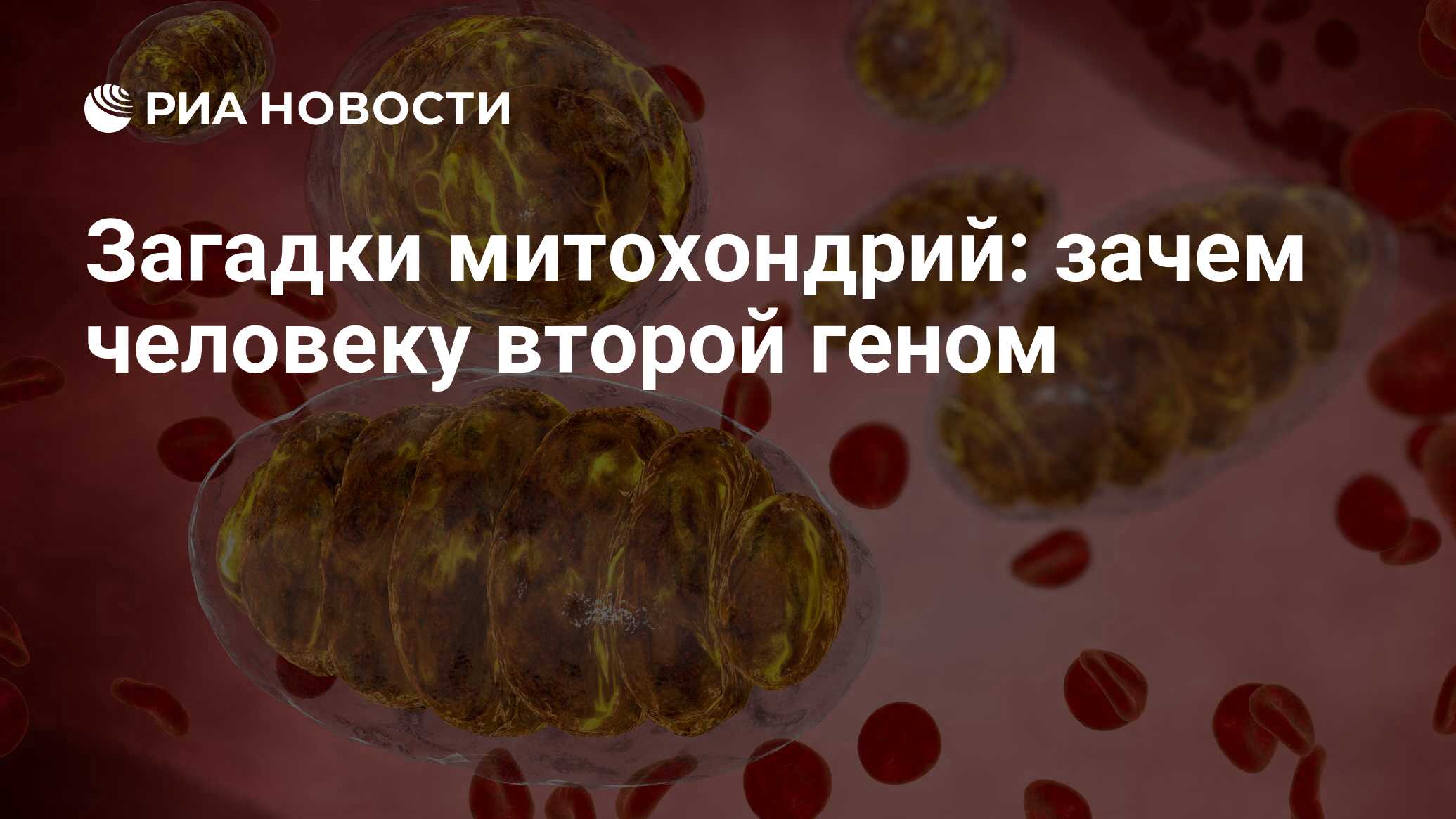 Загадки митохондрий: зачем человеку второй геном - РИА Новости, 10.07.2019