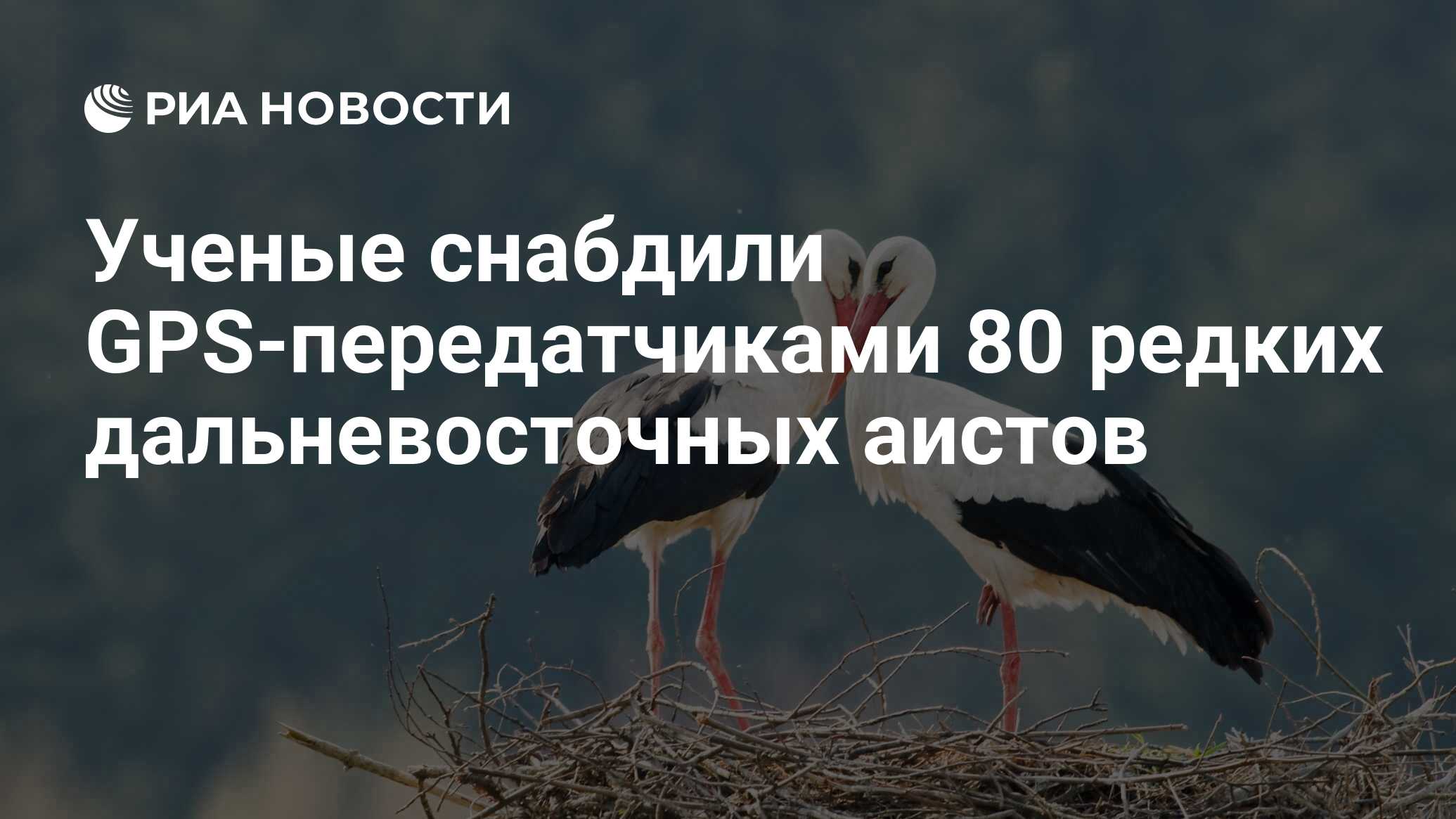 Ученые снабдили GPS-передатчиками 80 редких дальневосточных аистов - РИА  Новости, 11.07.2019