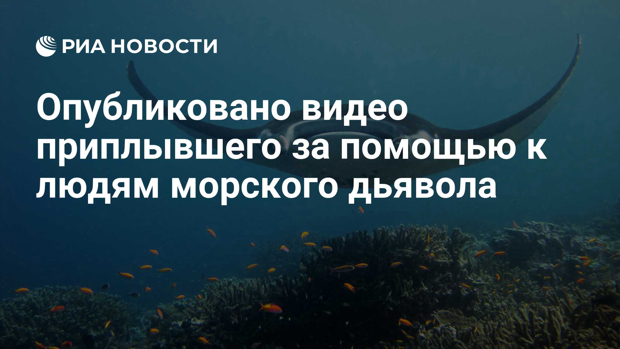 Опубликовано видео приплывшего за помощью к людям морского дьявола - РИА  Новости, 14.07.2019