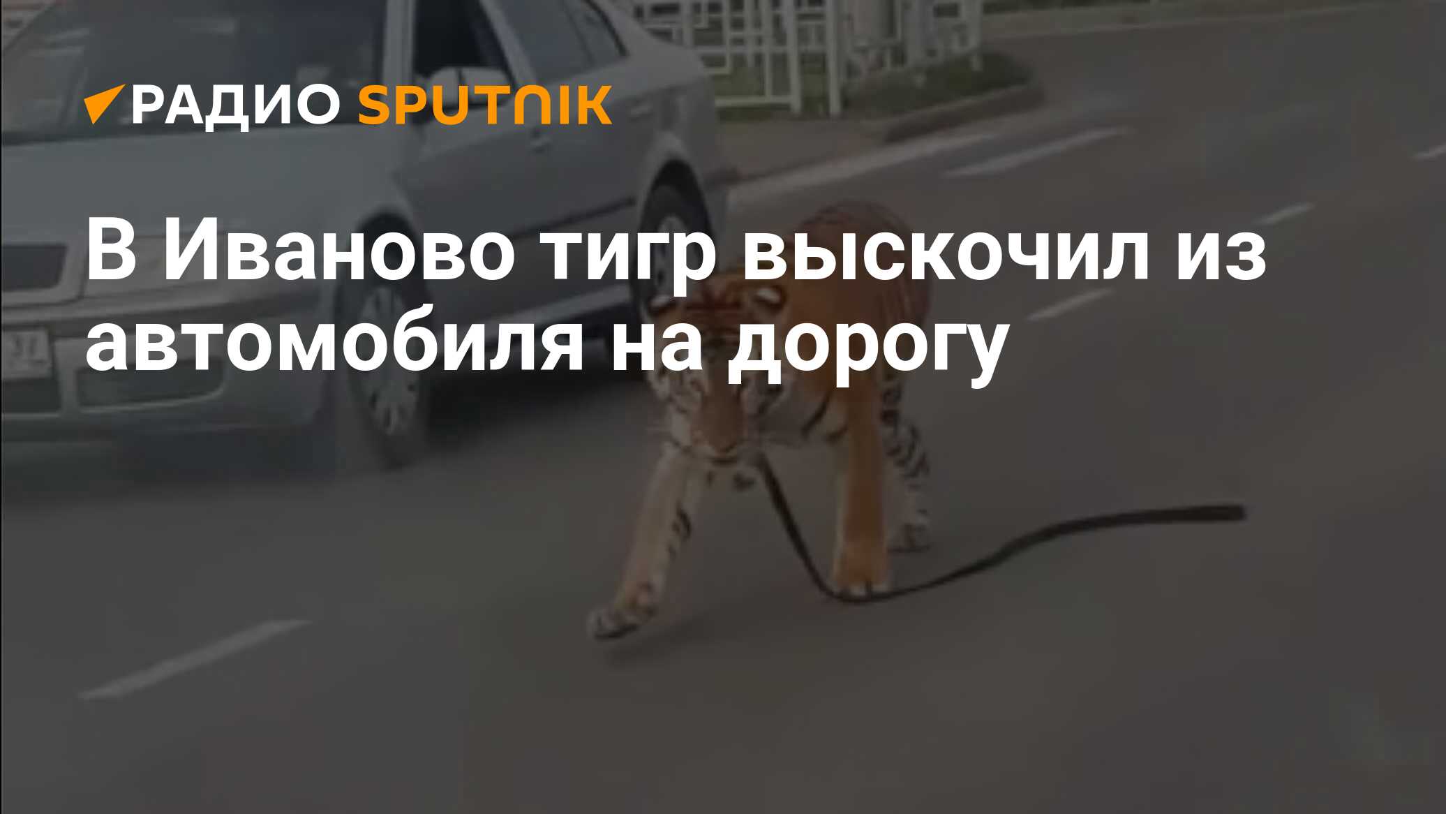 В Иваново тигр выскочил из автомобиля на дорогу - Радио Sputnik, 16.07.2019