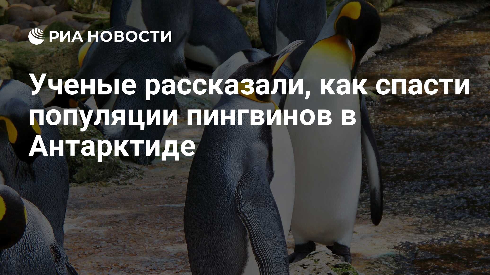 Ученые рассказали, как спасти популяции пингвинов в Антарктиде - РИА  Новости, 23.07.2019