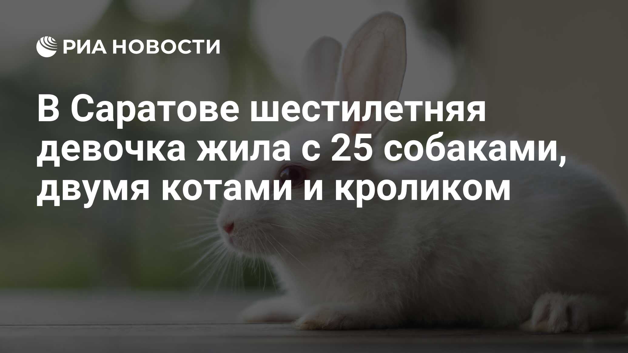 В Саратове шестилетняя девочка жила с 25 собаками, двумя котами и кроликом  - РИА Новости, 03.03.2020