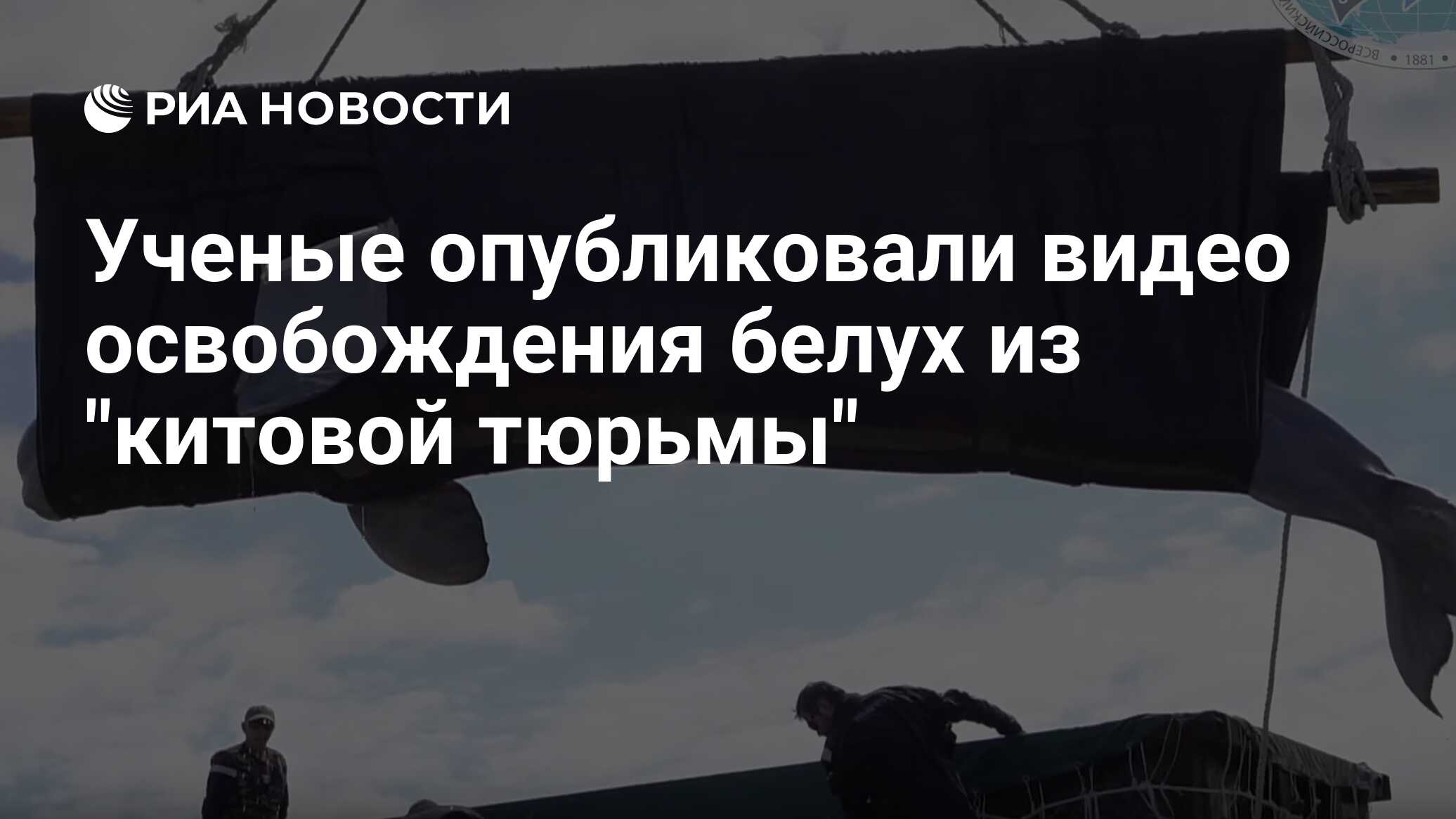 Ученые опубликовали видео освобождения белух из 