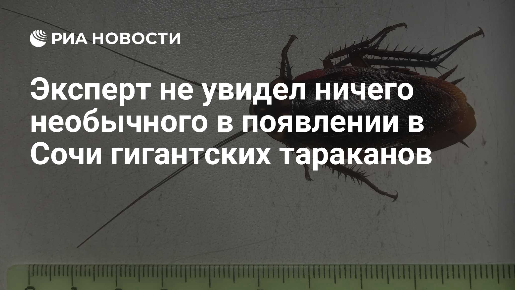 Эксперт не увидел ничего необычного в появлении в Сочи гигантских тараканов  - РИА Новости, 30.07.2019