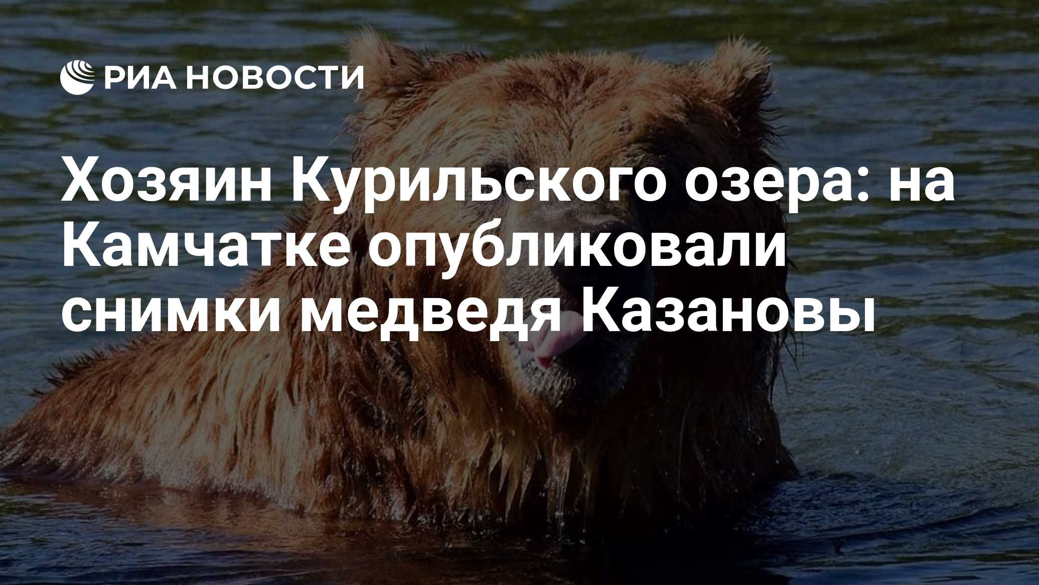 Хозяин Курильского озера: на Камчатке опубликовали снимки медведя Казановы  - РИА Новости, 22.11.2019