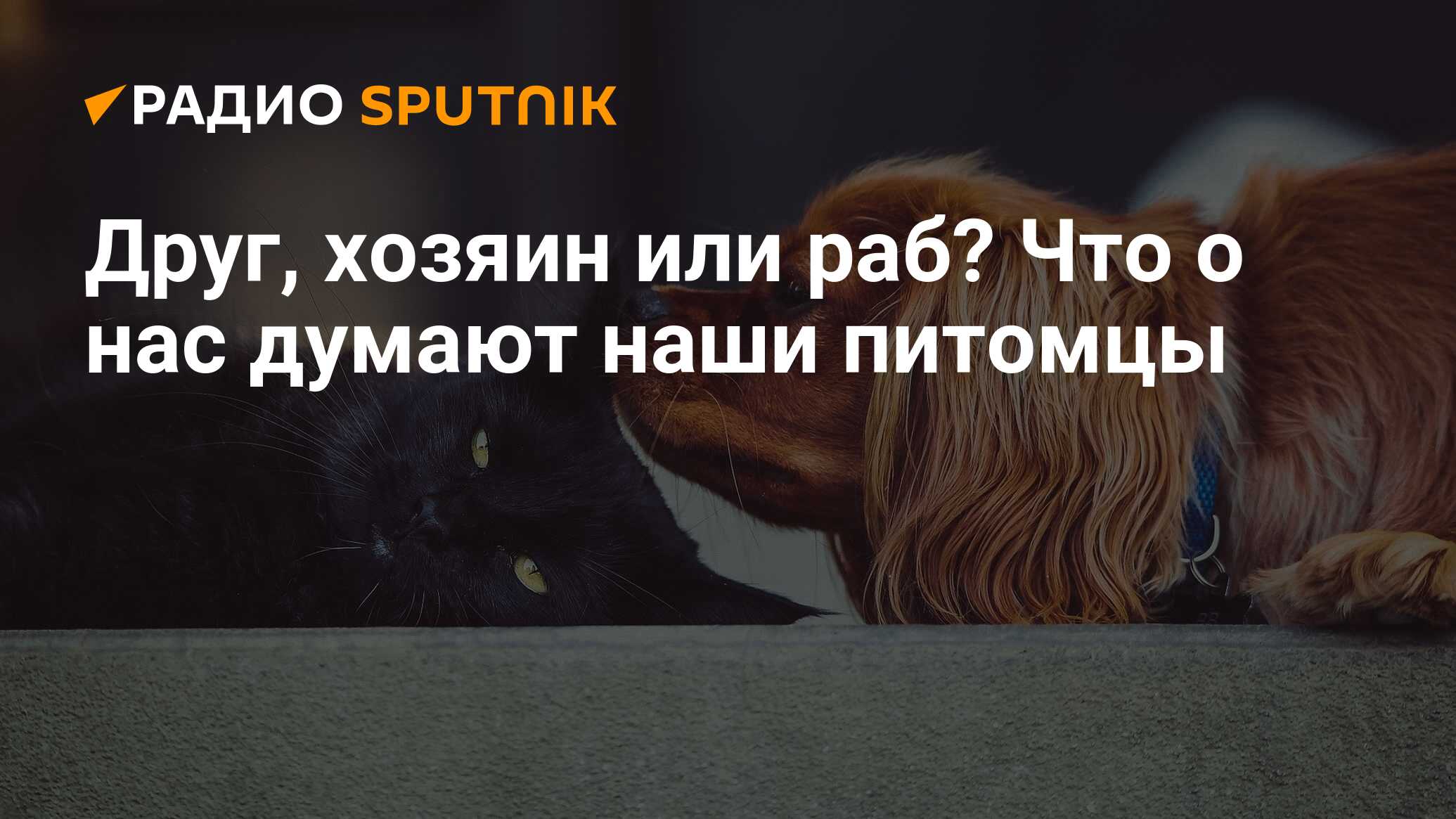 Друг, хозяин или раб? Что о нас думают наши питомцы - Радио Sputnik,  11.08.2019