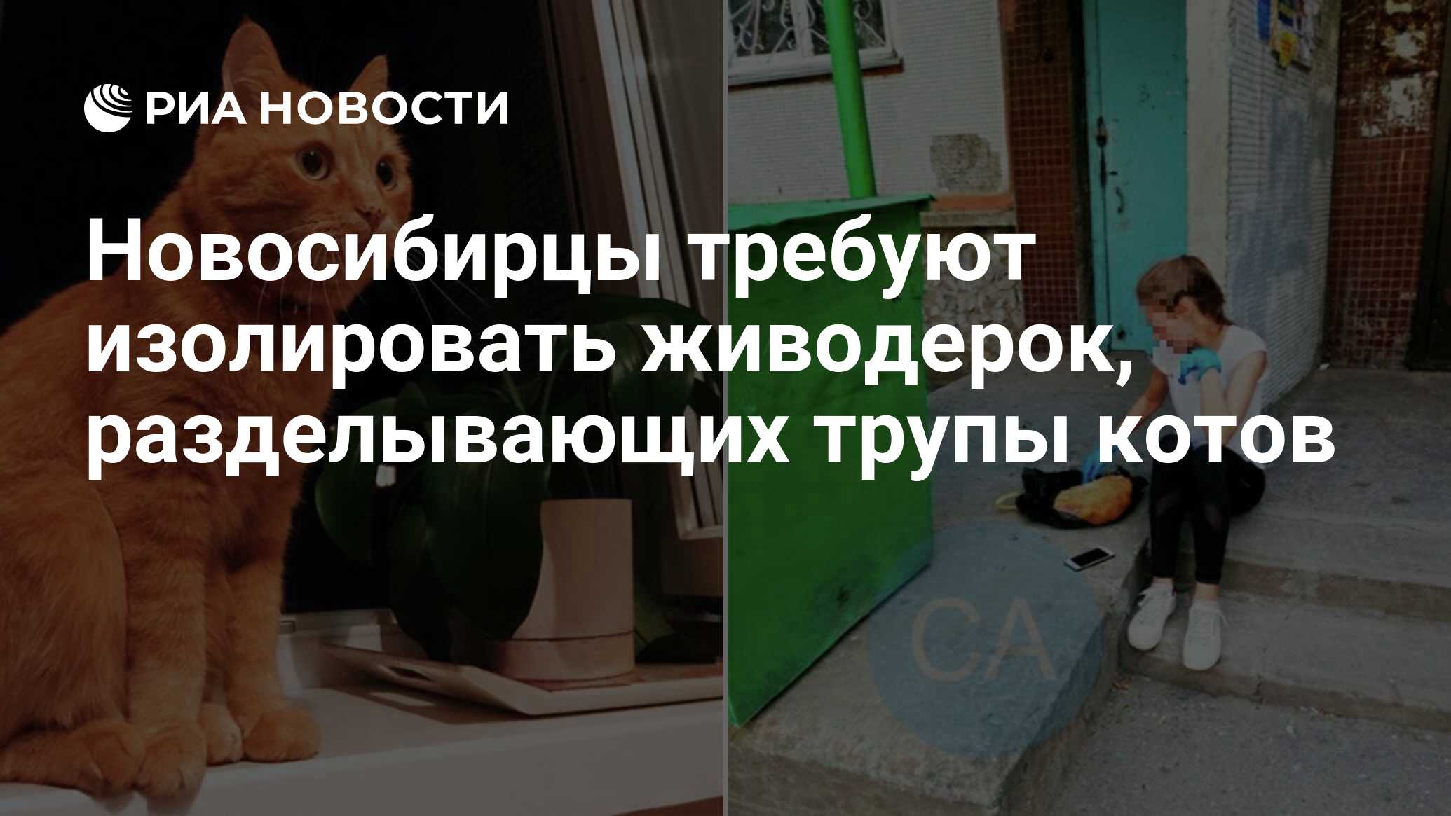 Новосибирцы требуют изолировать живодерок, разделывающих трупы котов - РИА  Новости, 15.08.2019